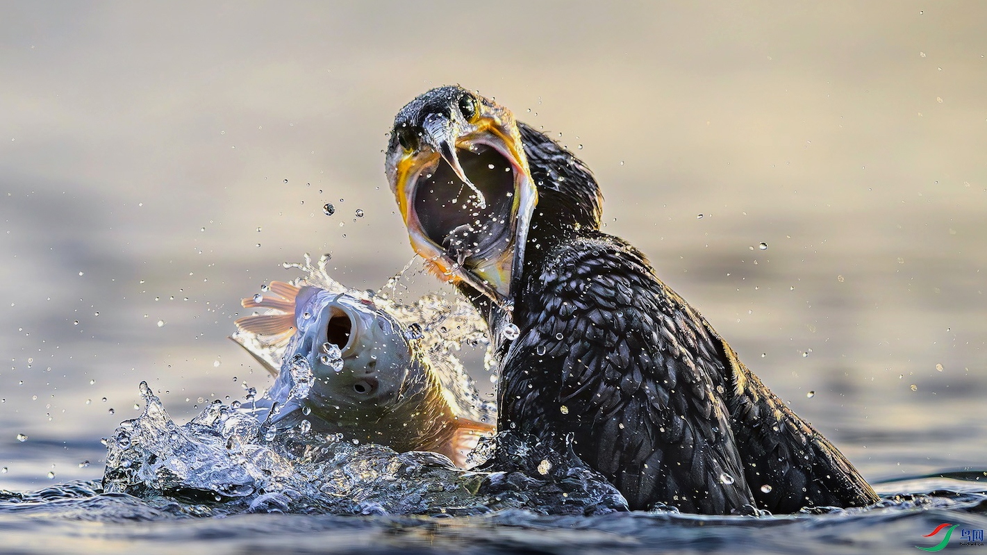 1_XXL1818-����ǿ-NR-1-1 2-1.jpg