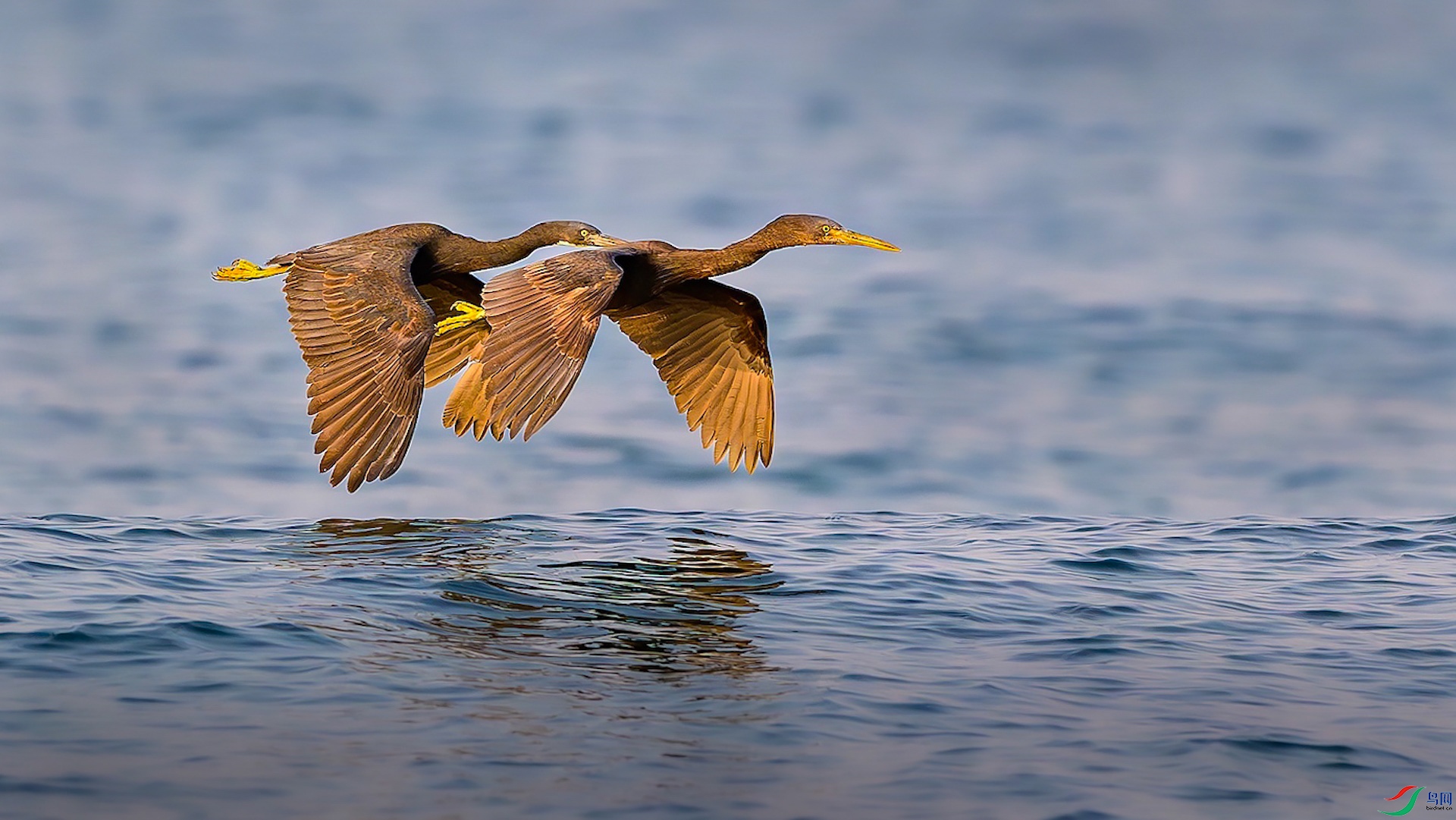 1_XXL6649-����ǿ-NR ���� 2-1.jpg