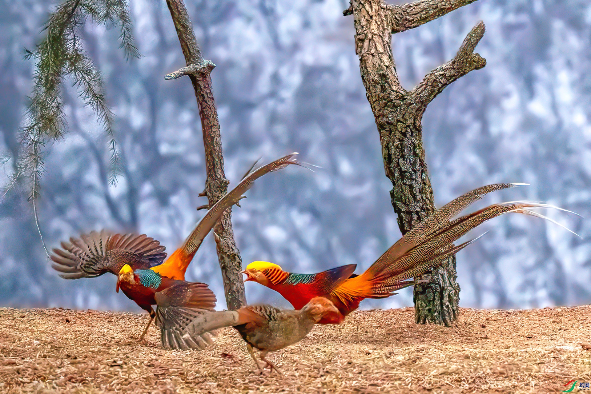 407A2726 ����-Sh---1 .jpg