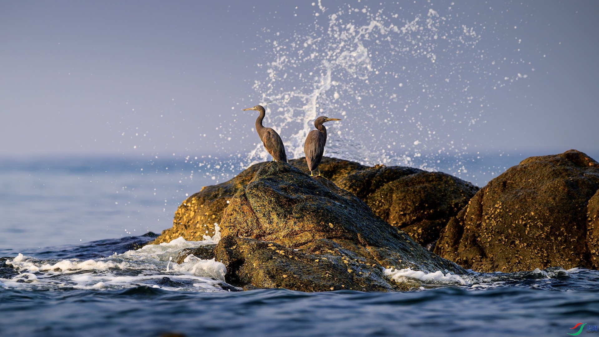 _XXL9281-����ǿ-NR ����.jpeg