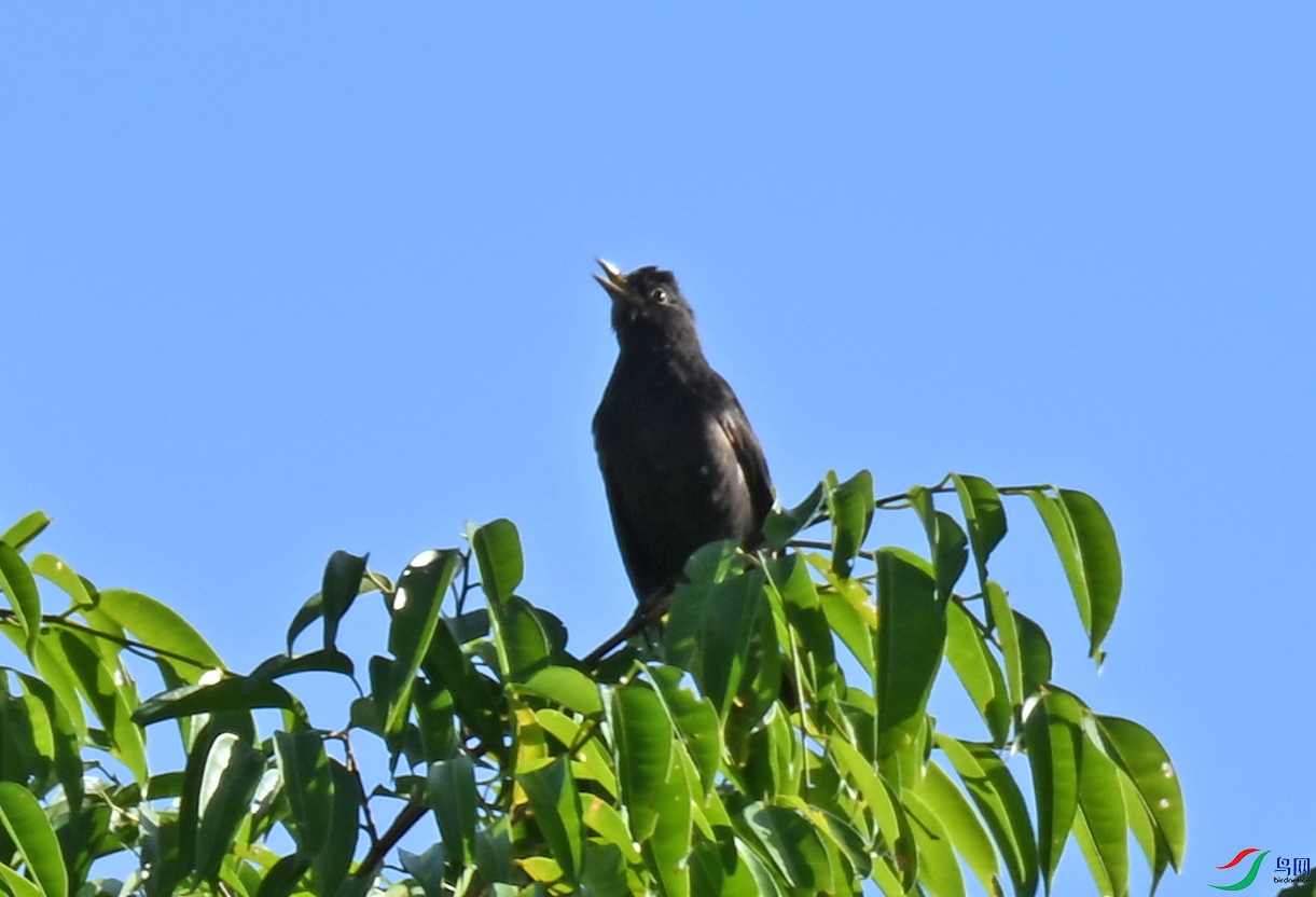 DSC_9890a.jpg