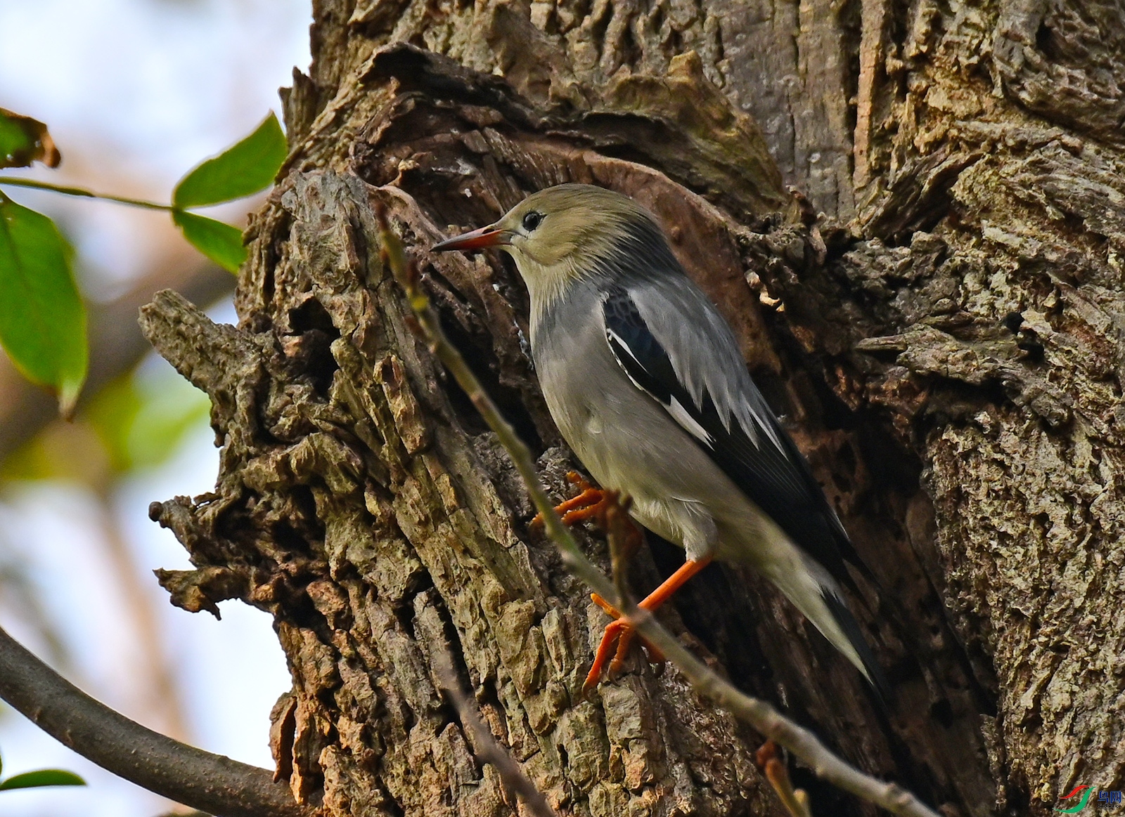 DSC_1990a.jpg