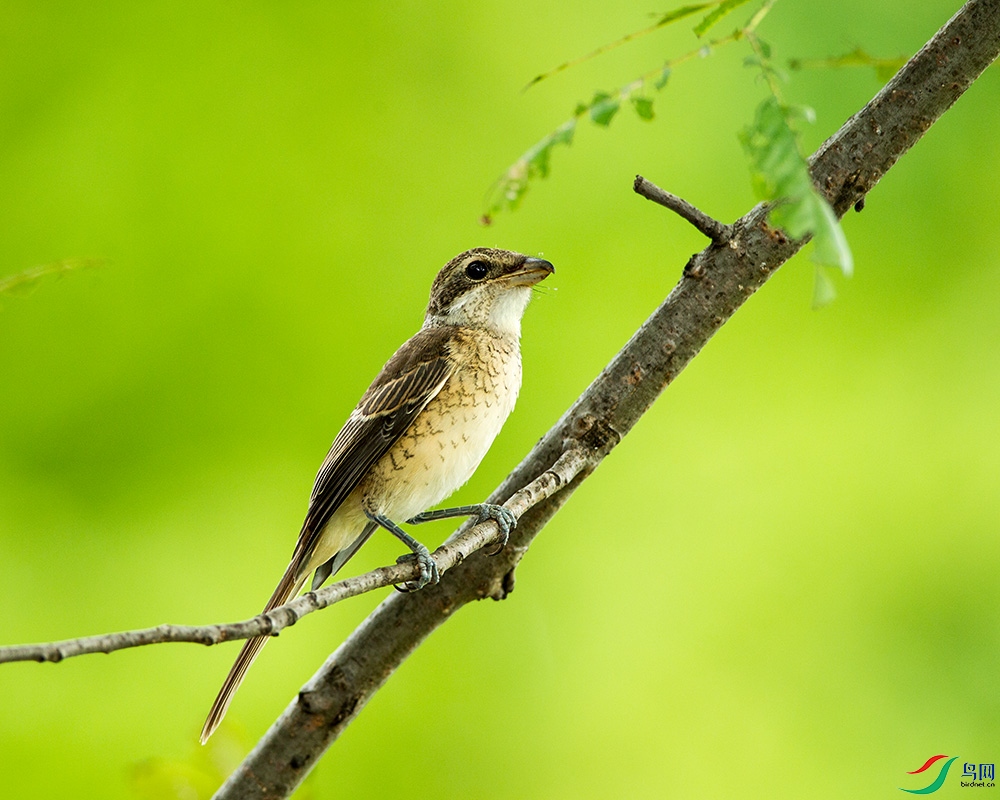 AQ5E6787.jpg