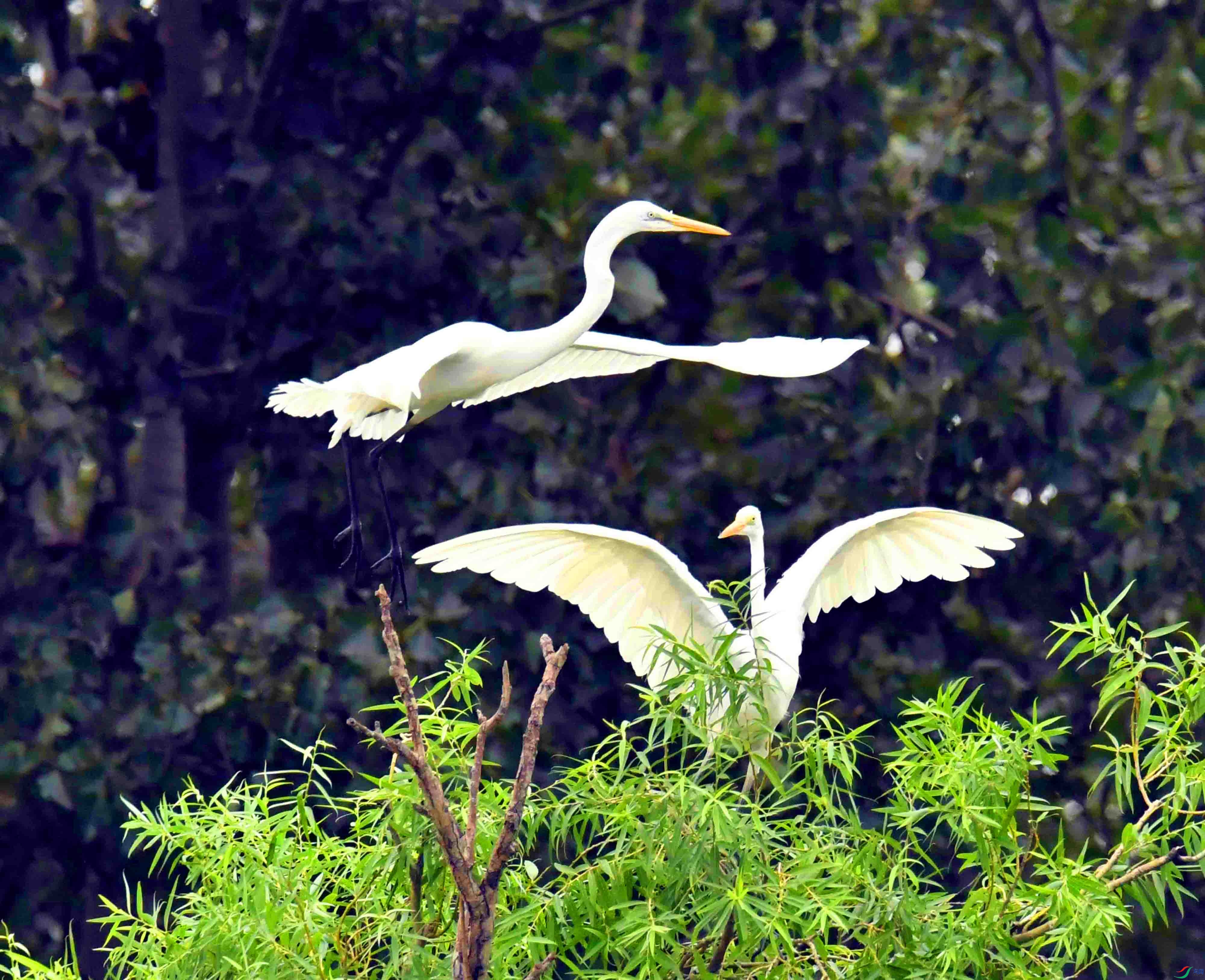 DSC_9236.JPG