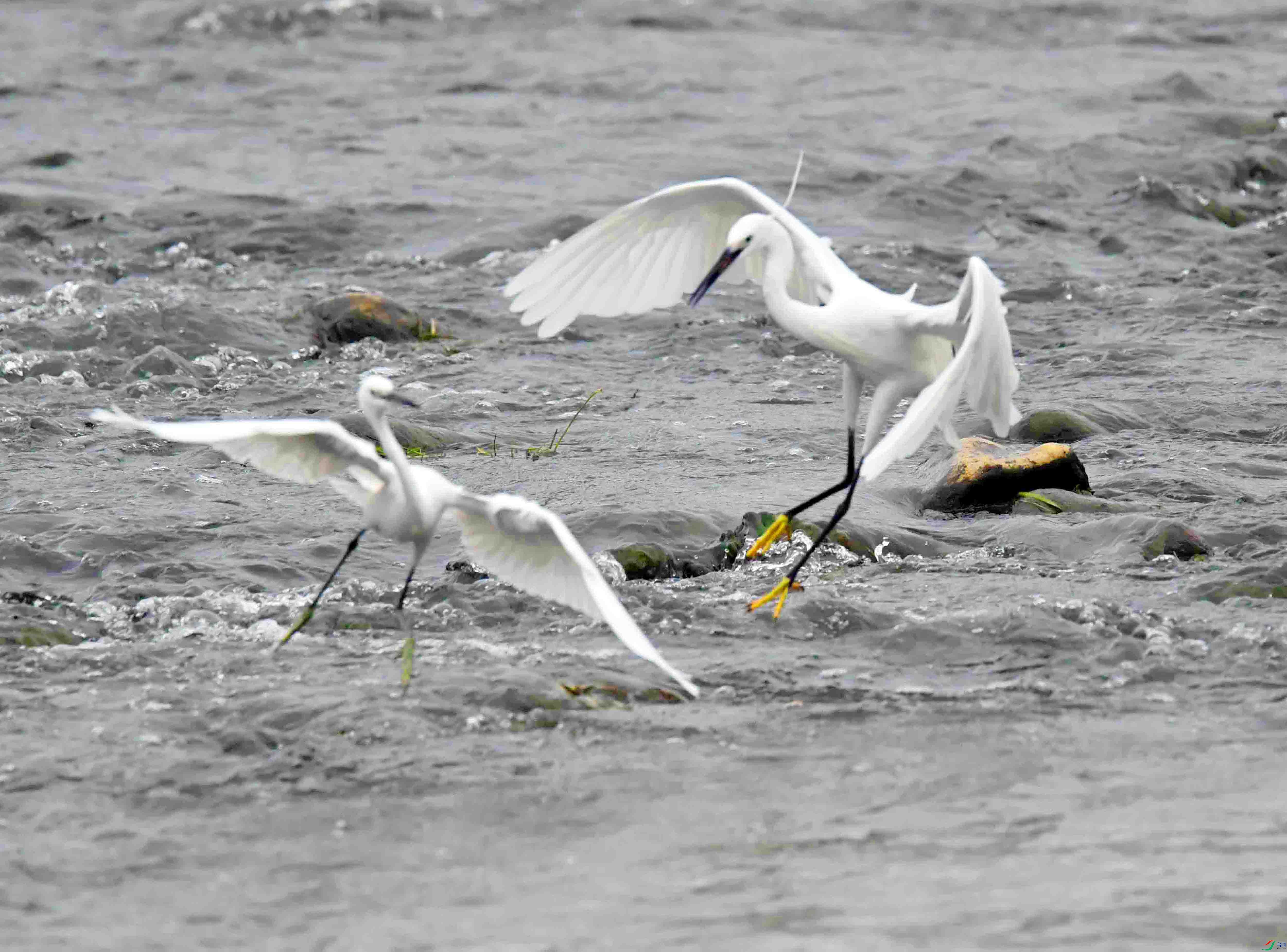 DSC_9353.JPG