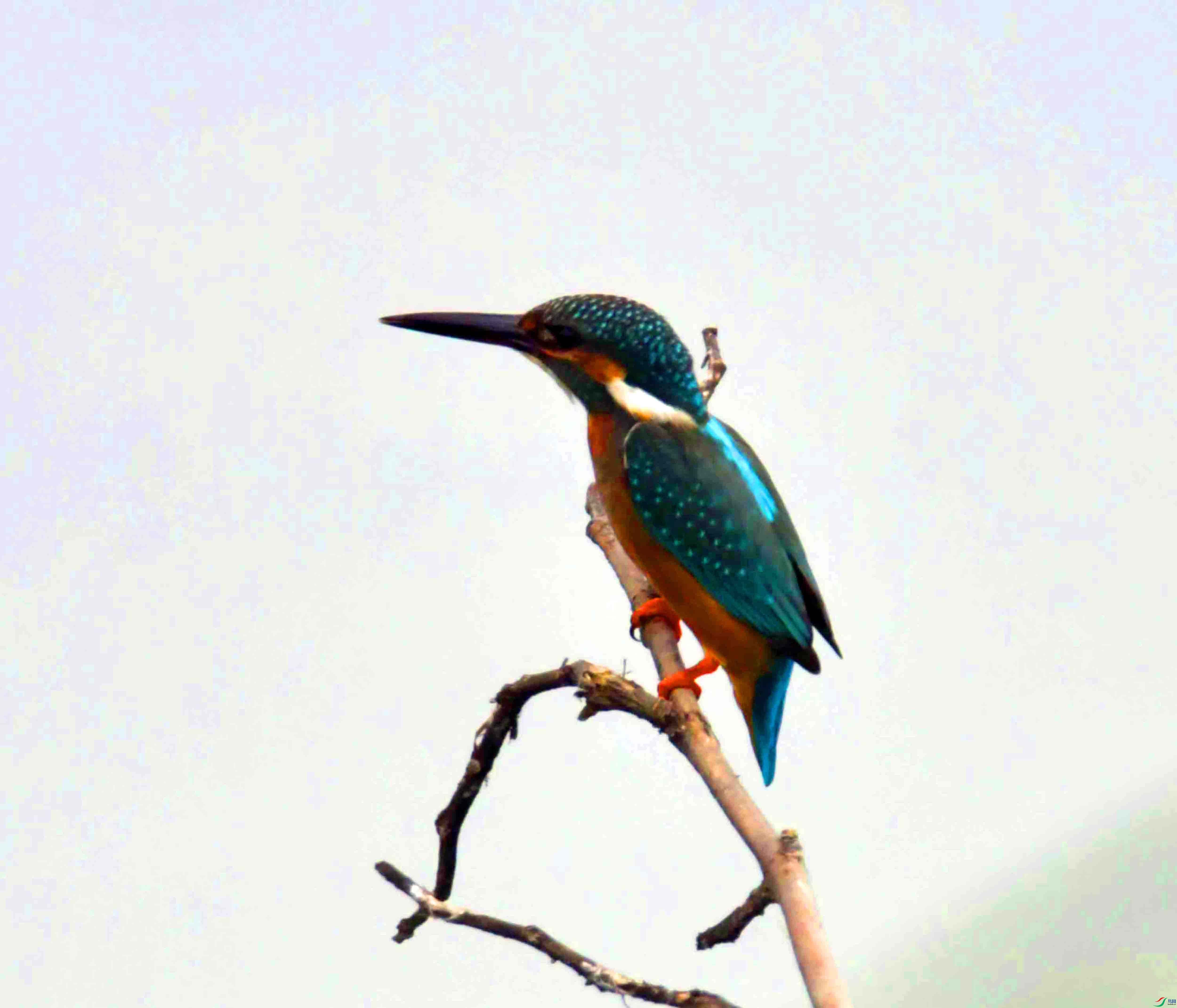 DSC_9858.JPG