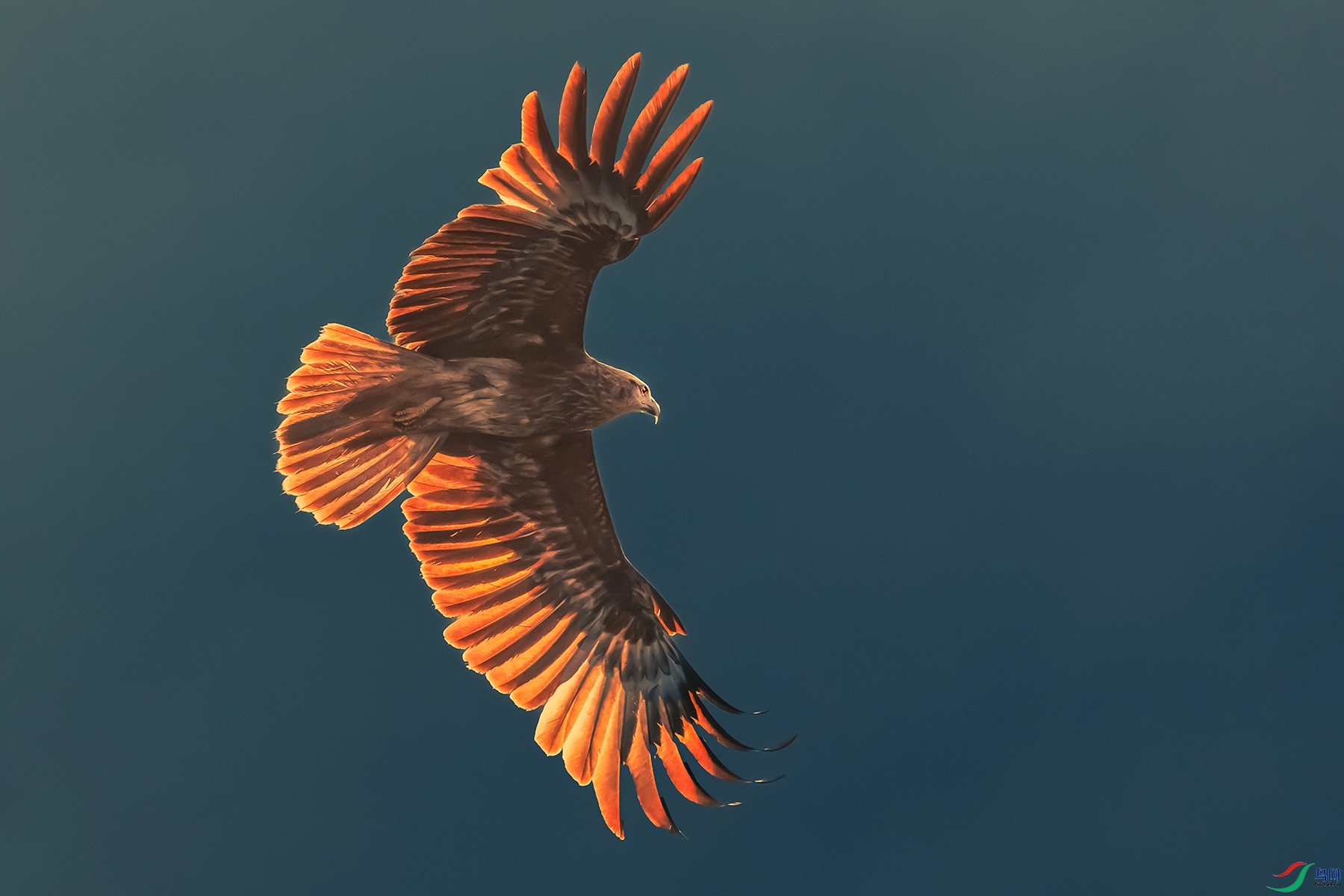 ���----Ѫ�°���ӳ����