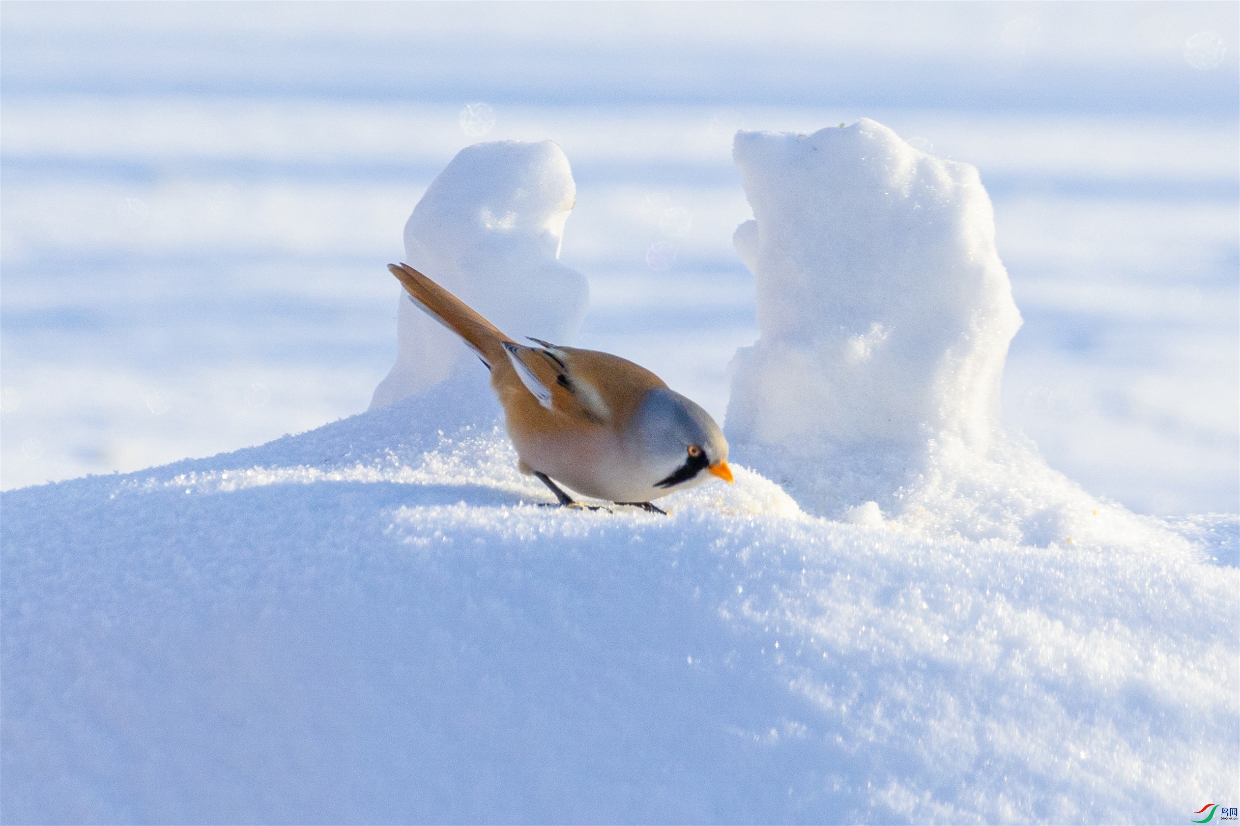 1K3A7466 ����1.jpg