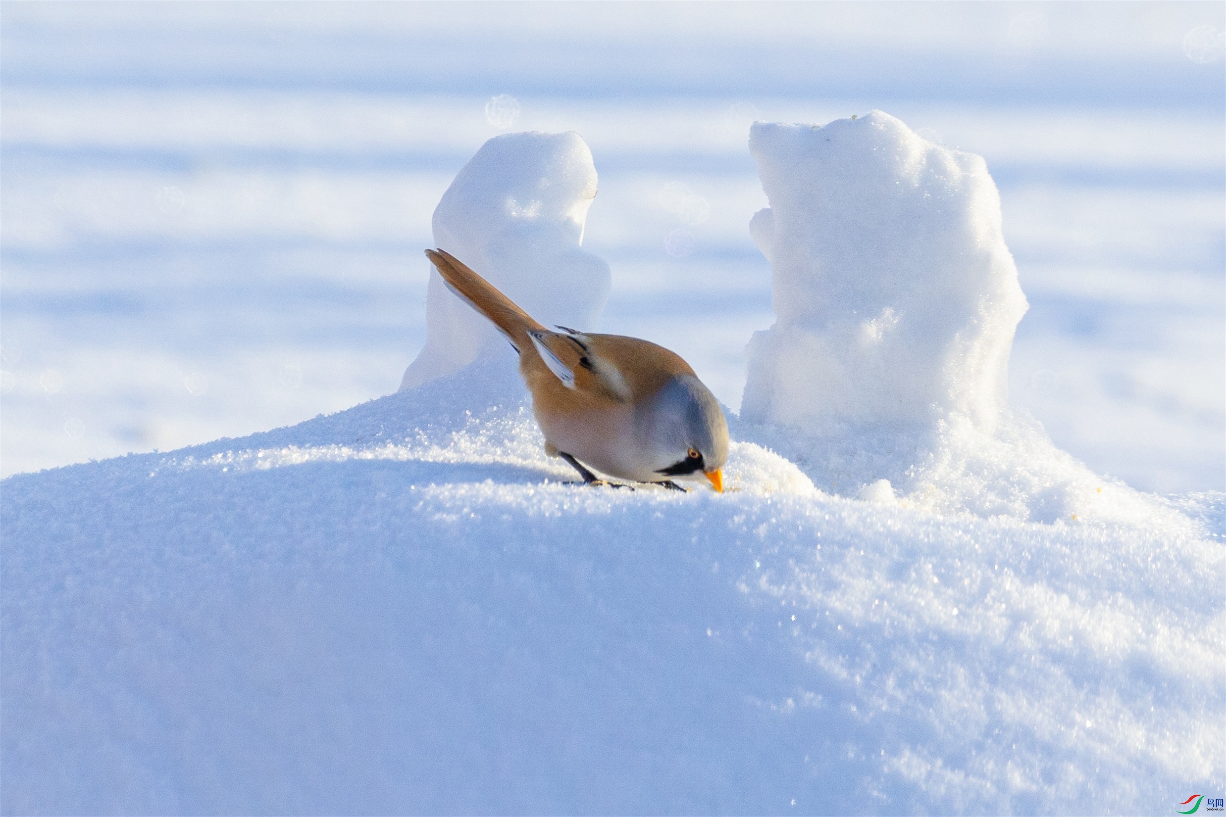 1K3A7465 ����1.jpg