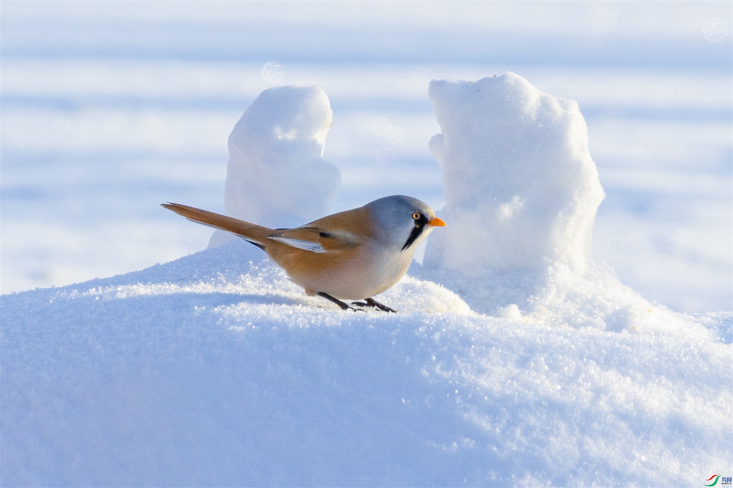 1K3A7469 ����1.jpg