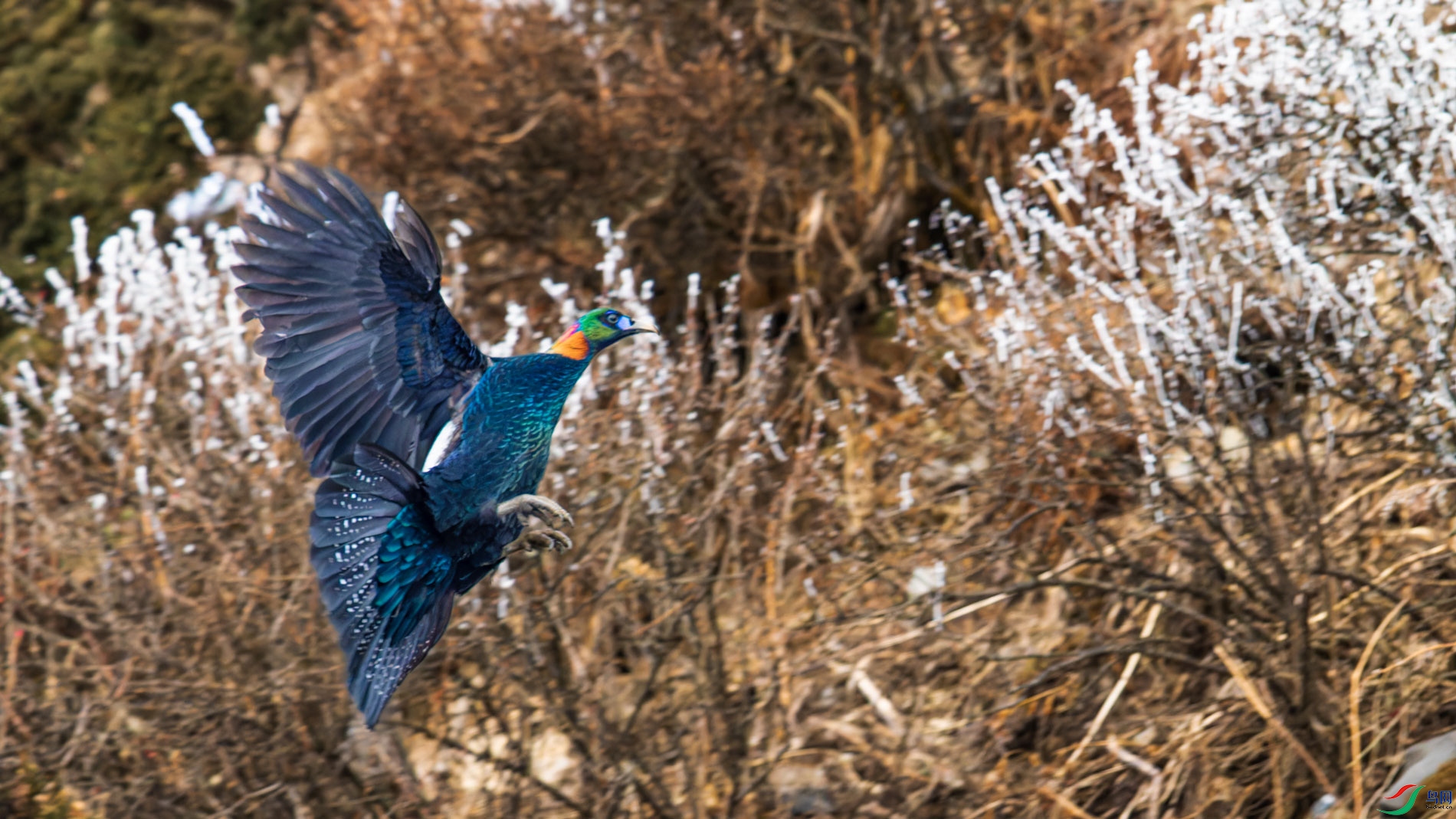 _00A7672-CR2_DxO_DeepPRIMEXD-1.jpg