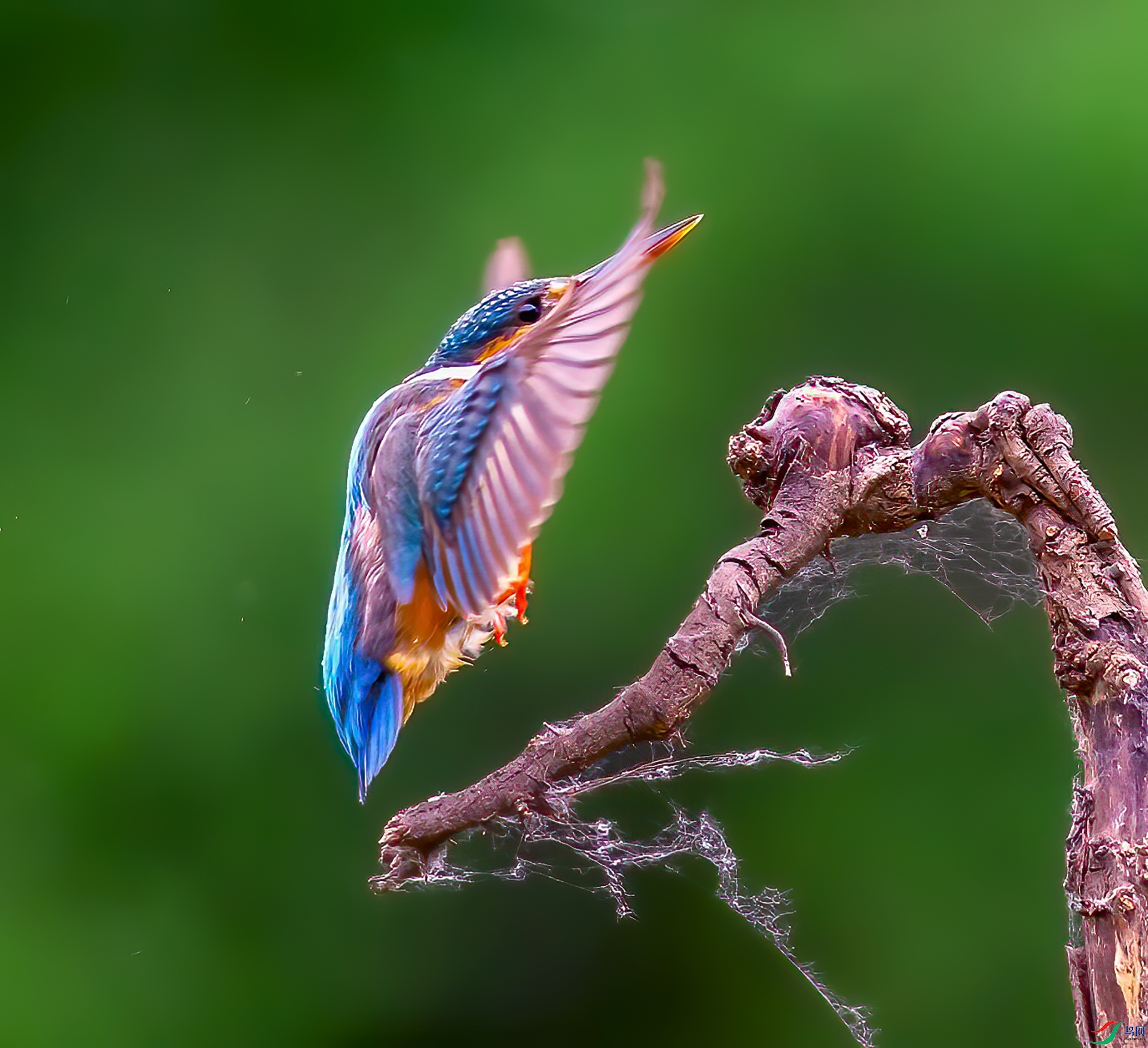 DSC_8555-1.jpg