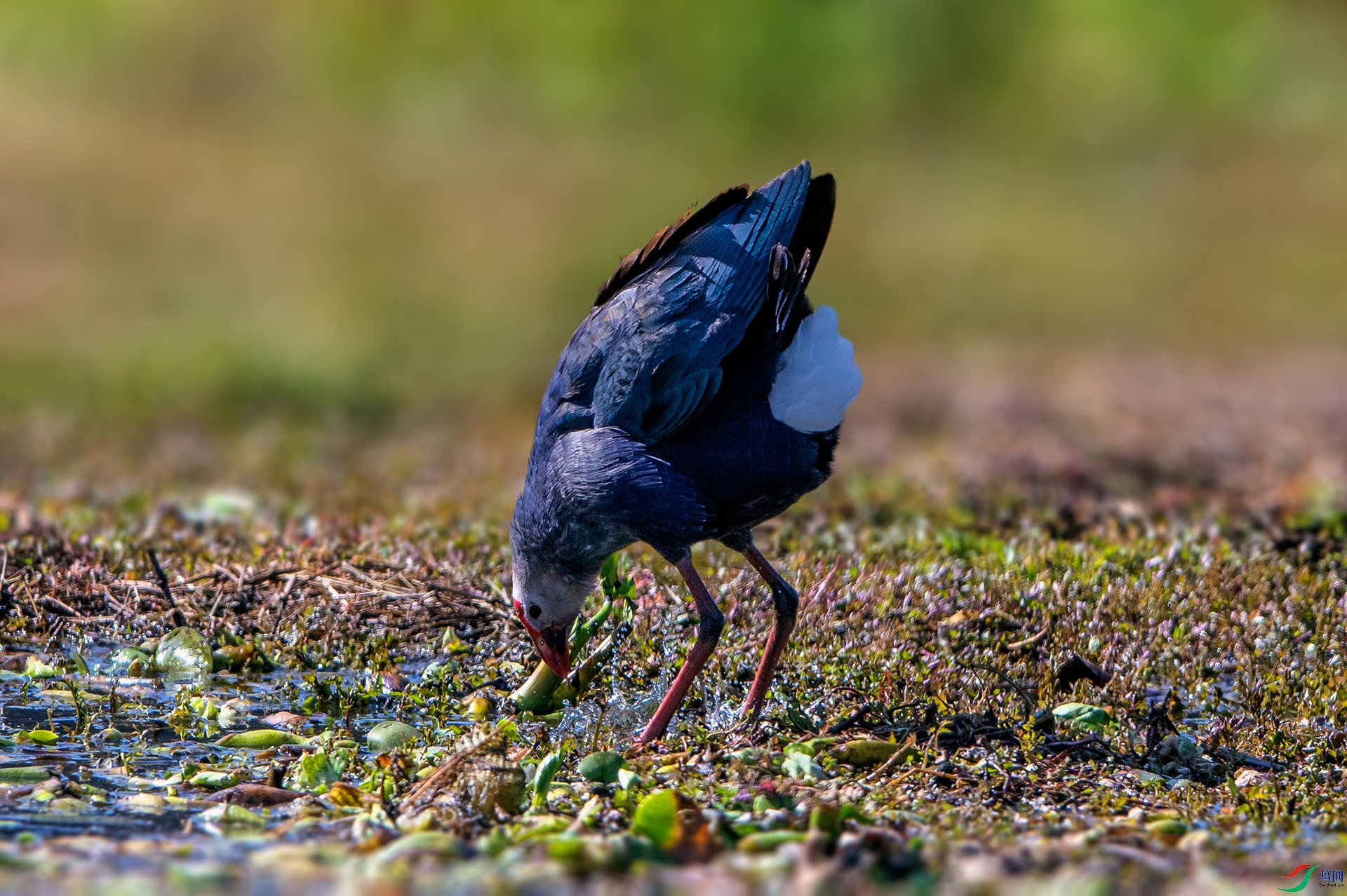 _AUU6132��ˮ��(24.2.19).jpg