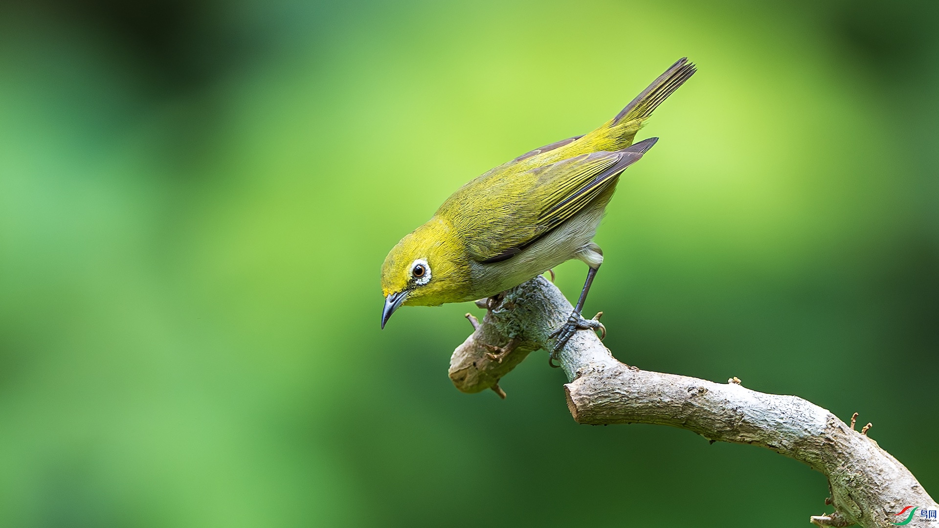 1_XXL1493-����ǿ-NR ����.jpeg