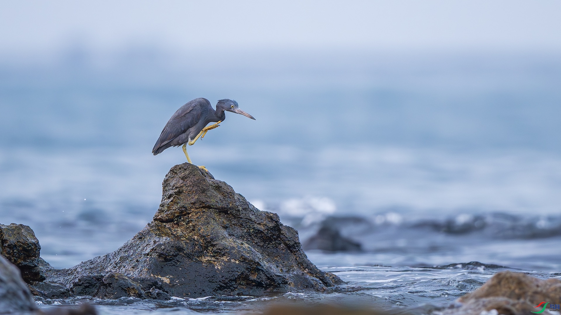 1_XXL4723-����ǿ-NR ����.jpeg