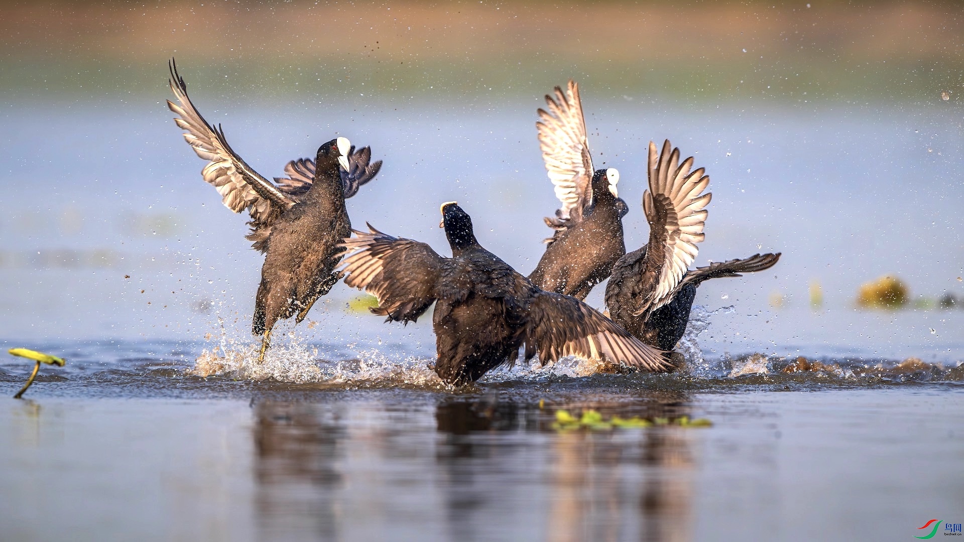 1_XXL8016-����ǿ-NR ����.jpeg