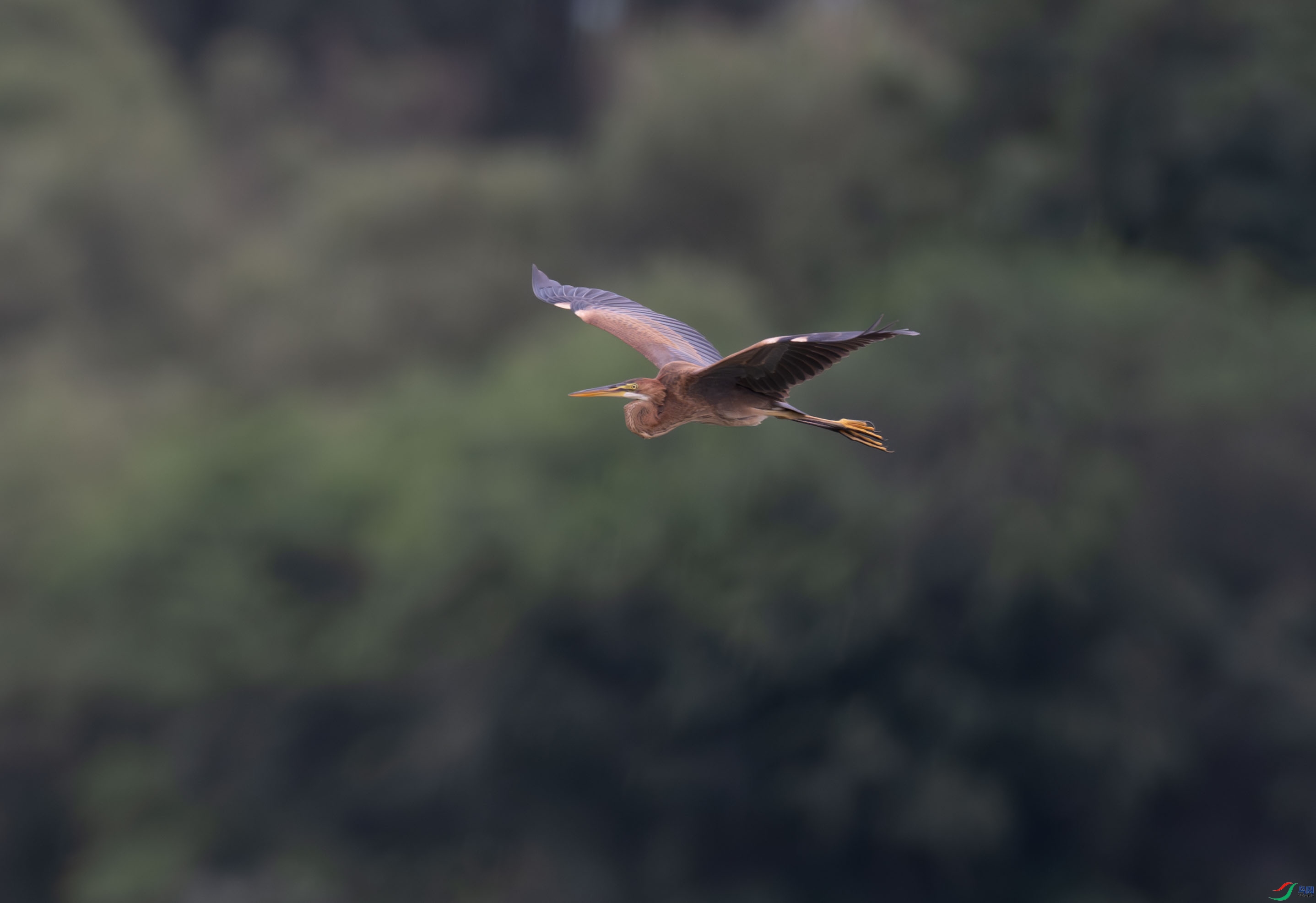 DSC_4513.jpg