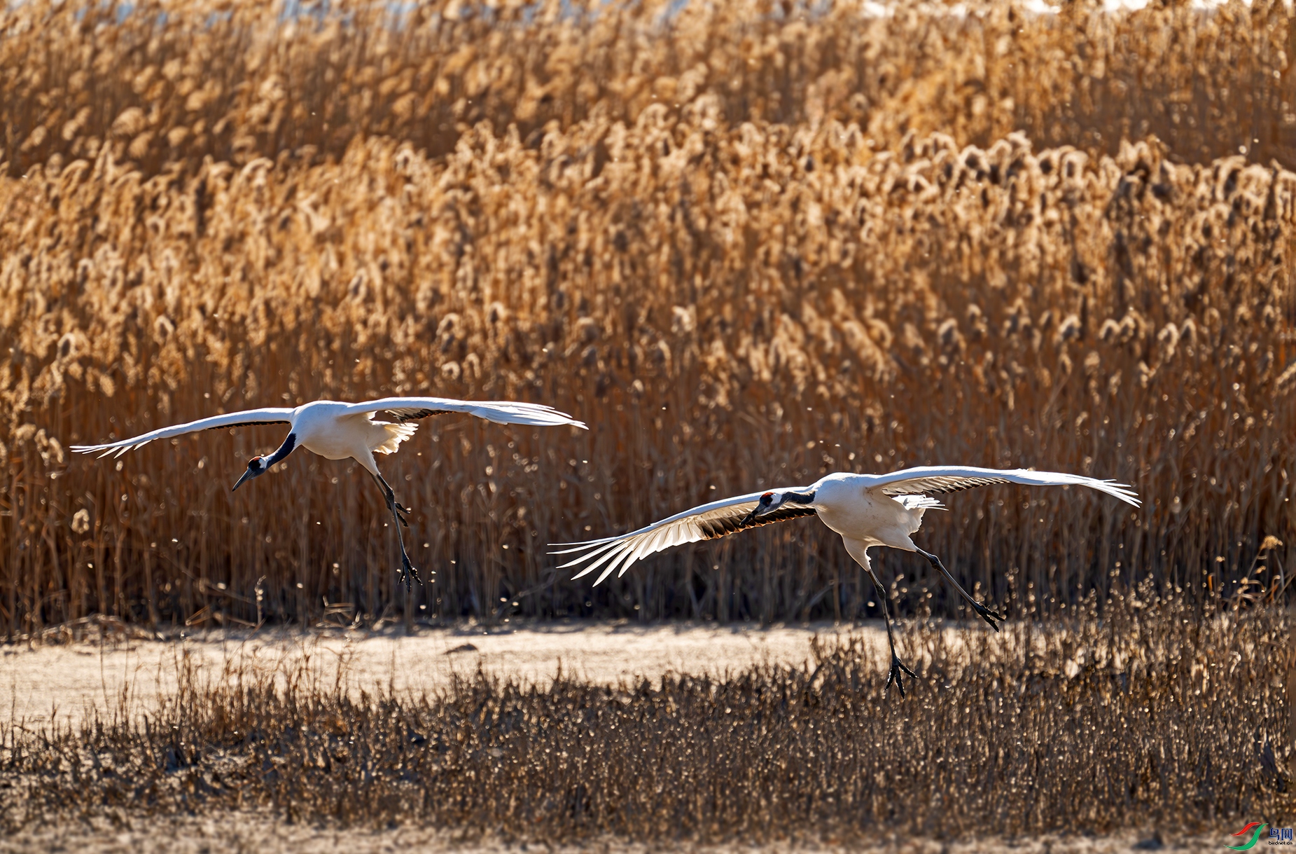 DSC_4877d2.jpg