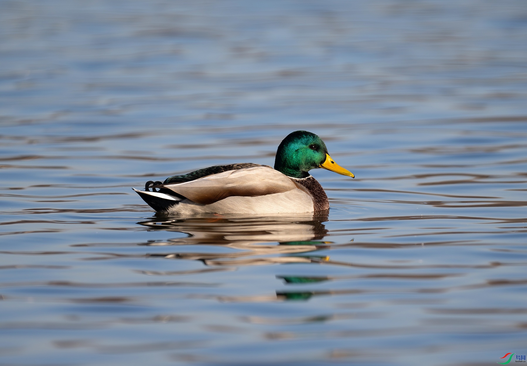 DSC_4955f.jpg
