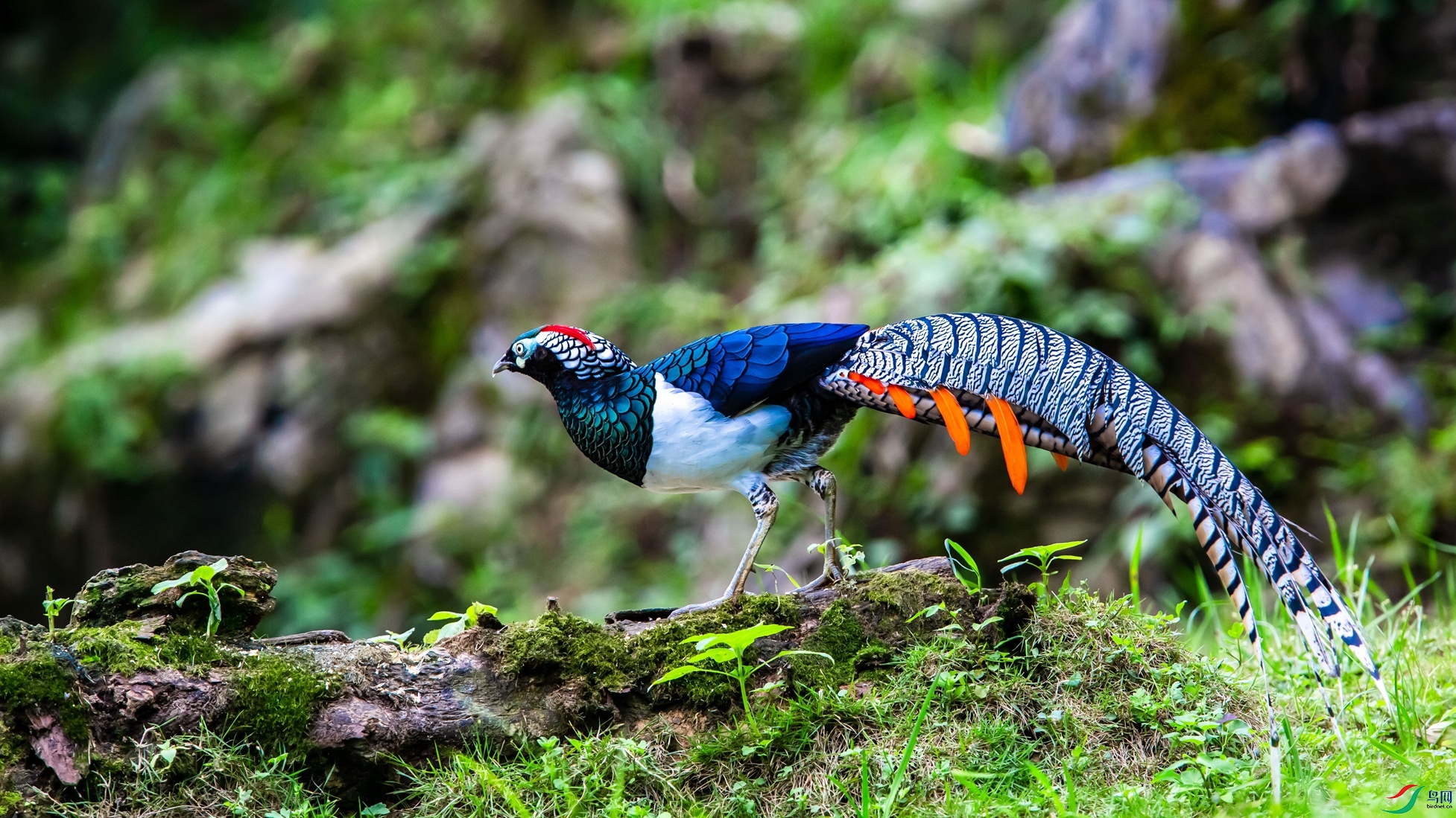 �׸�����