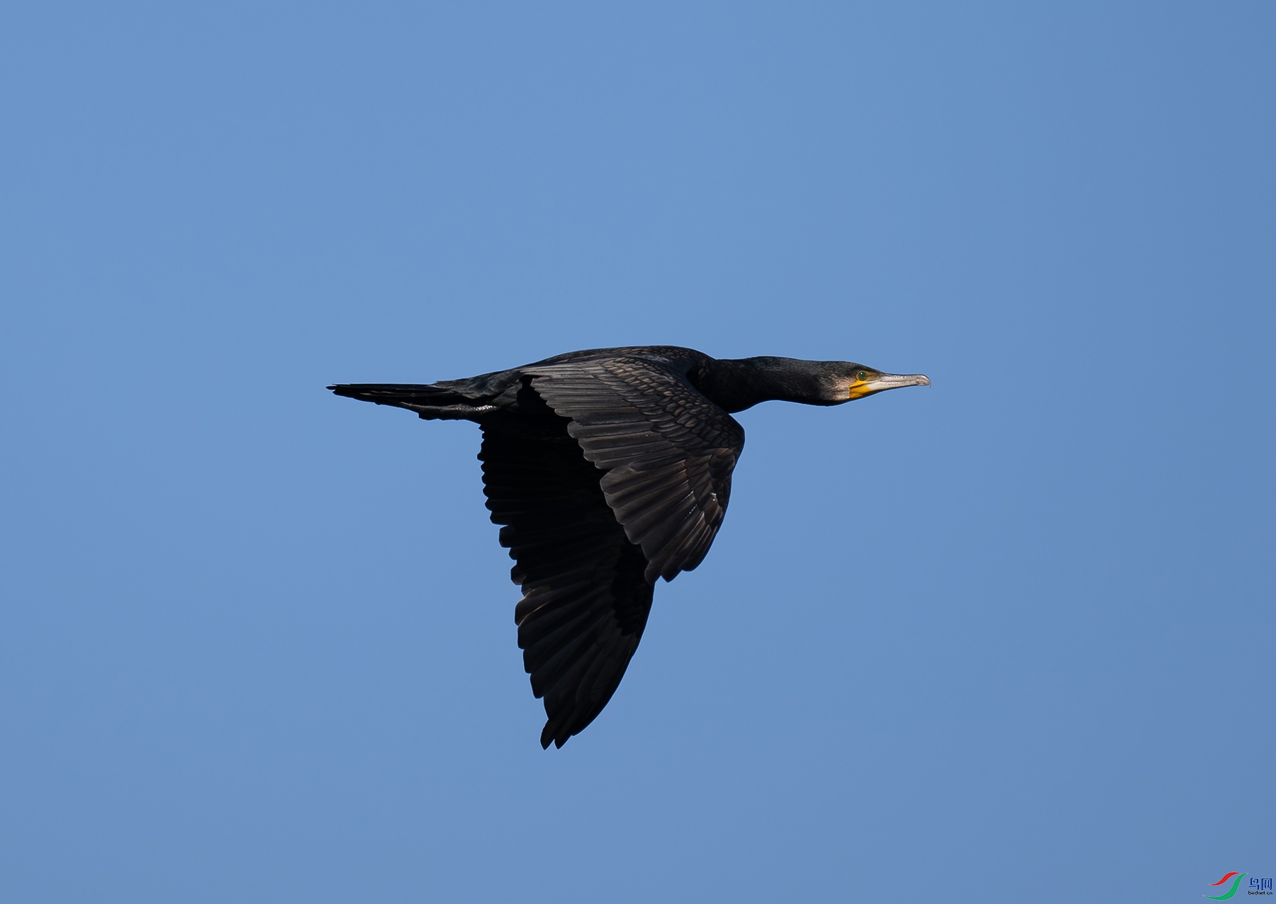 DSC_0223f.jpg
