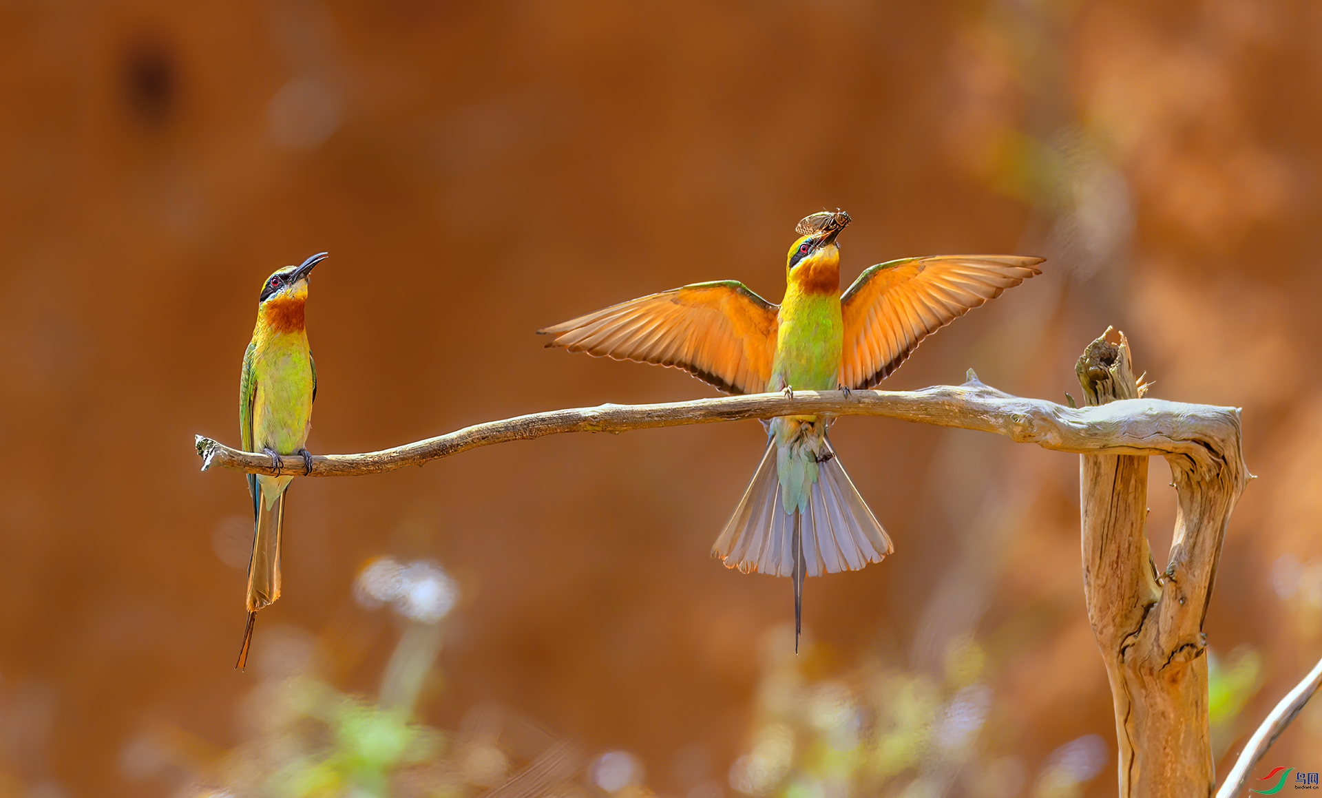 407A0090 ����-Sha---1 .jpg