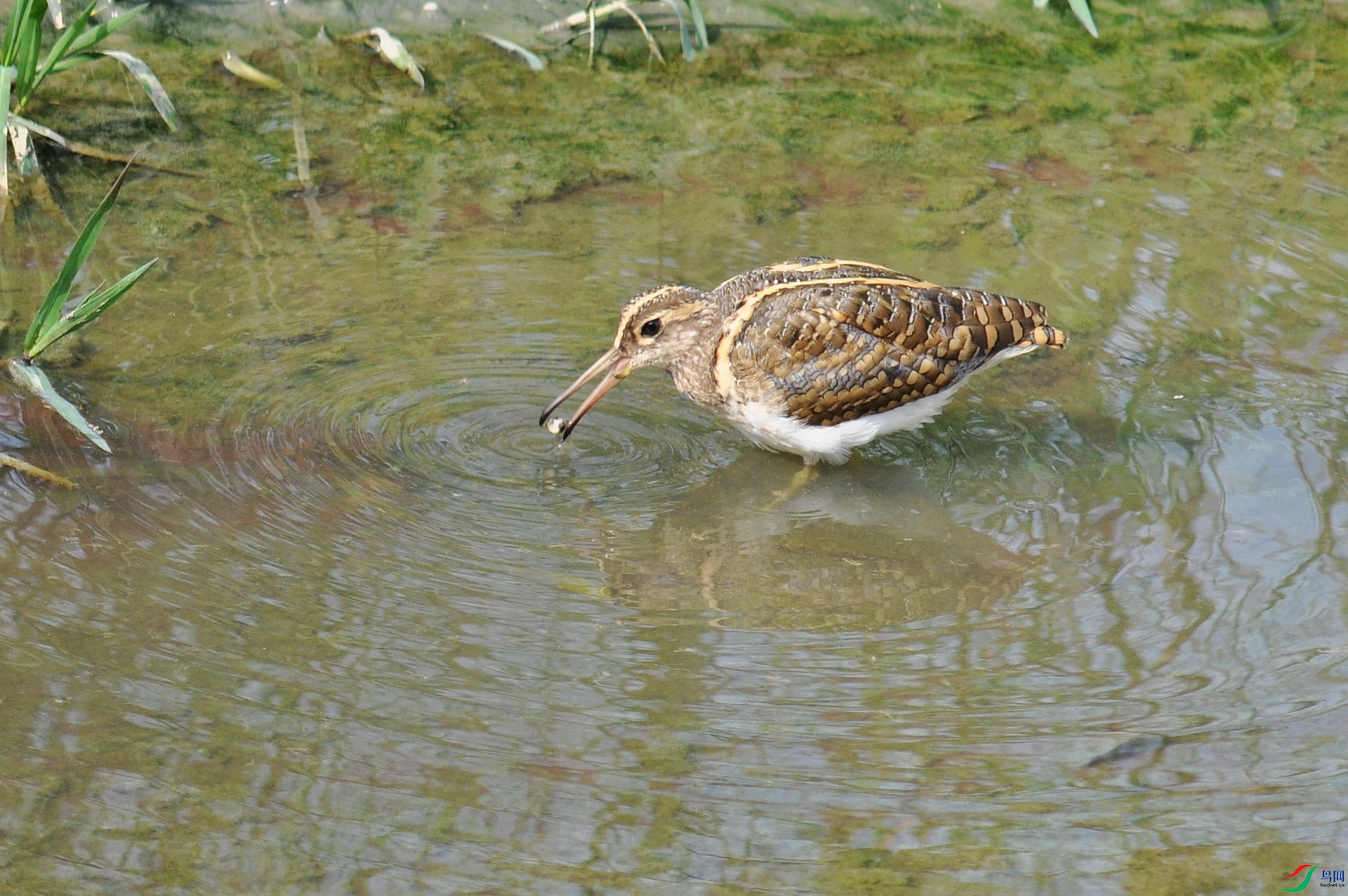 DSC_2392.jpg