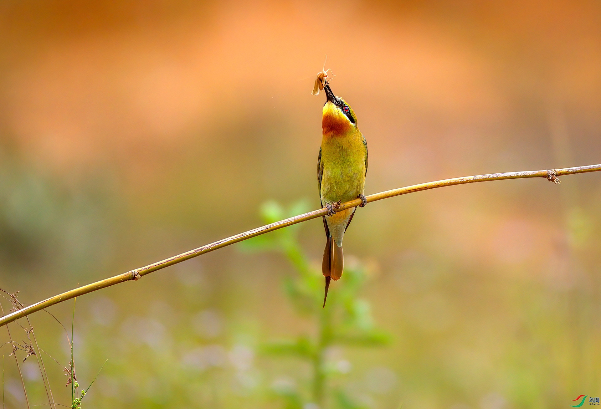 407A1681-Sh----1 .jpg