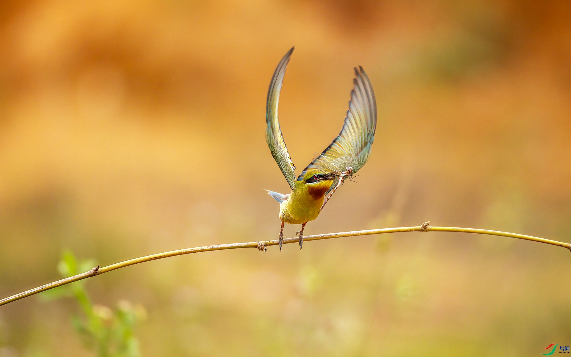 407A2706-Sh----1 .jpg