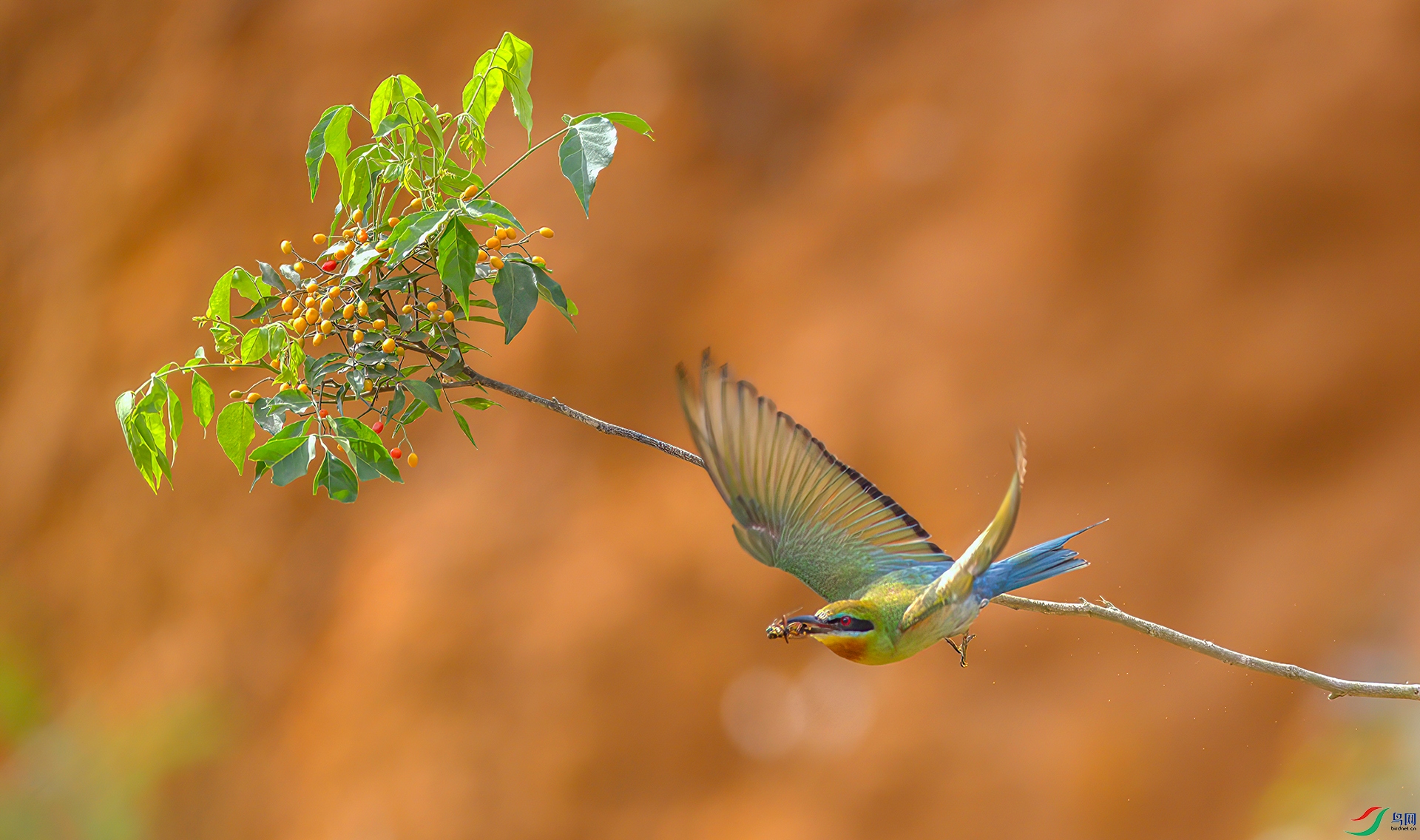 407A4797-Sha--1 .jpg