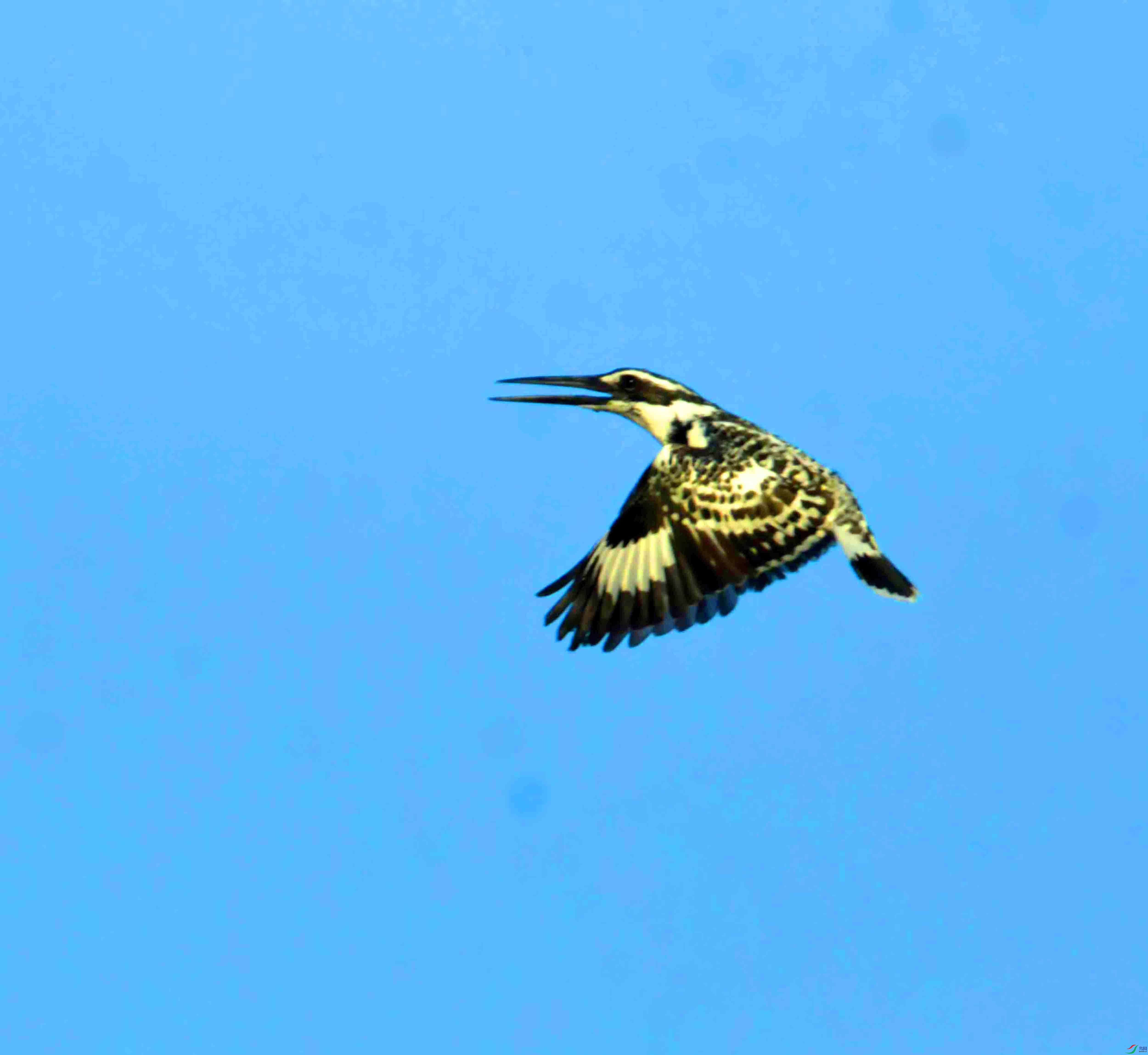DSC_3935.JPG