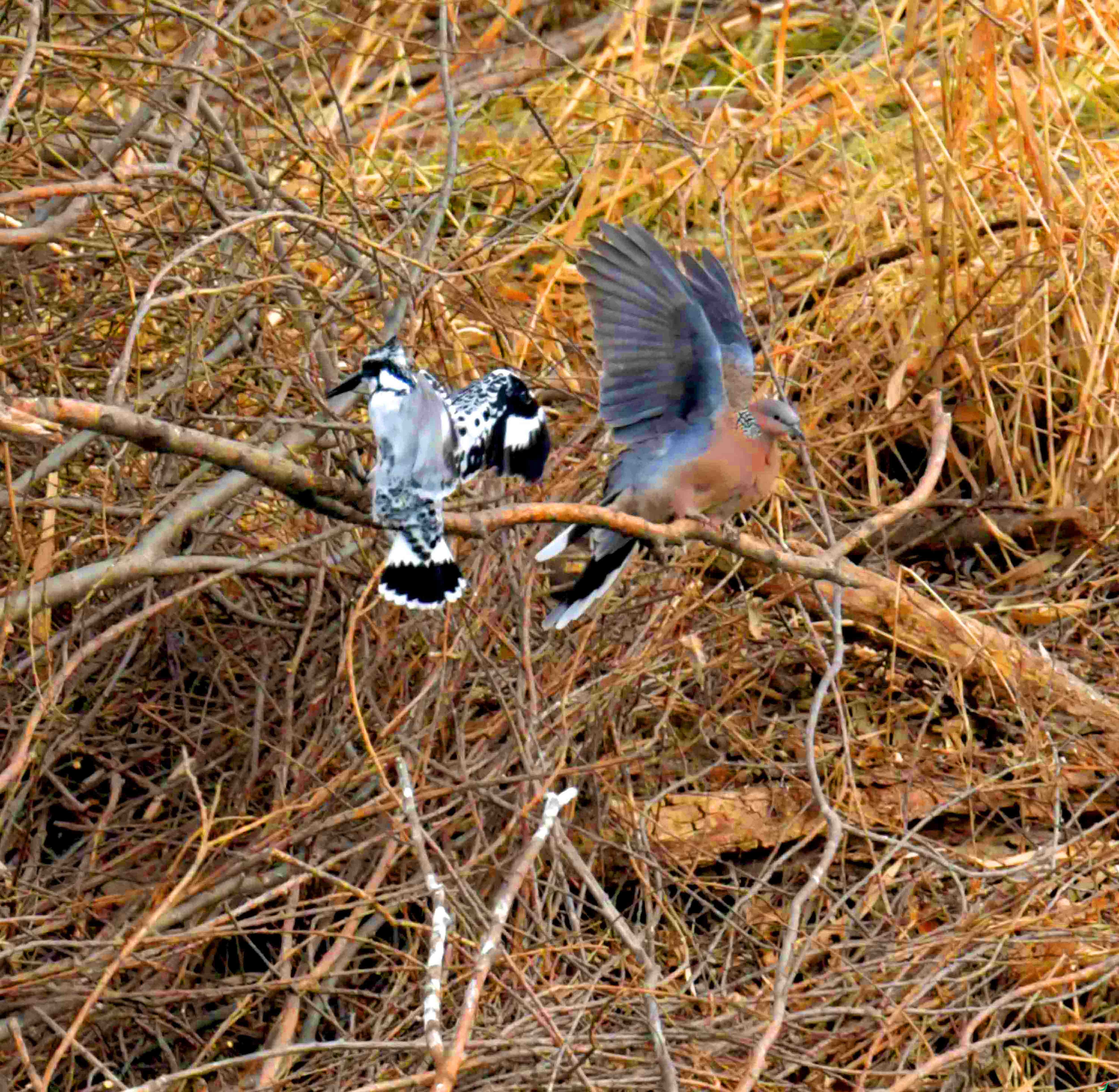 DSC_4861.JPG