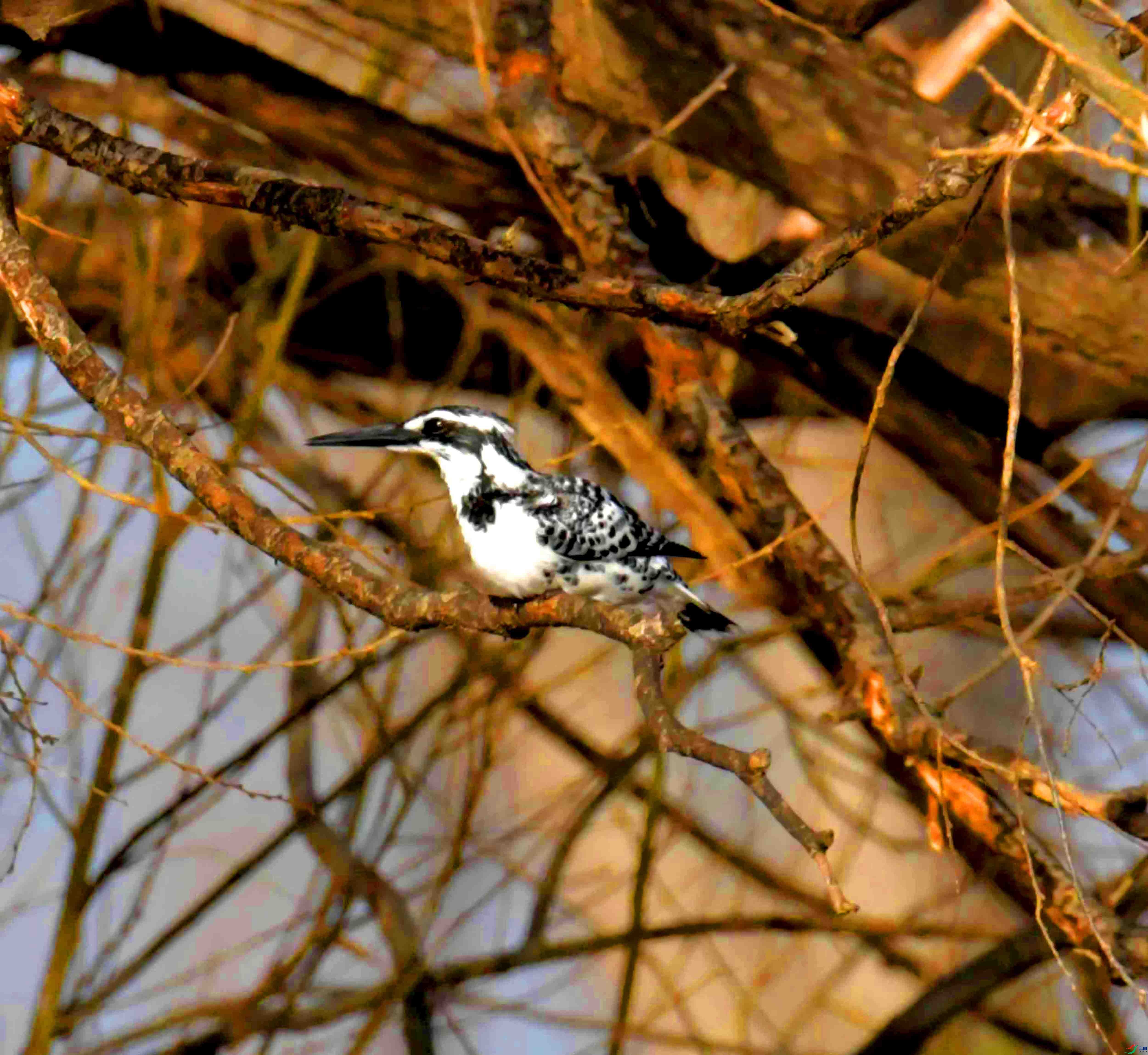 DSC_5339.JPG