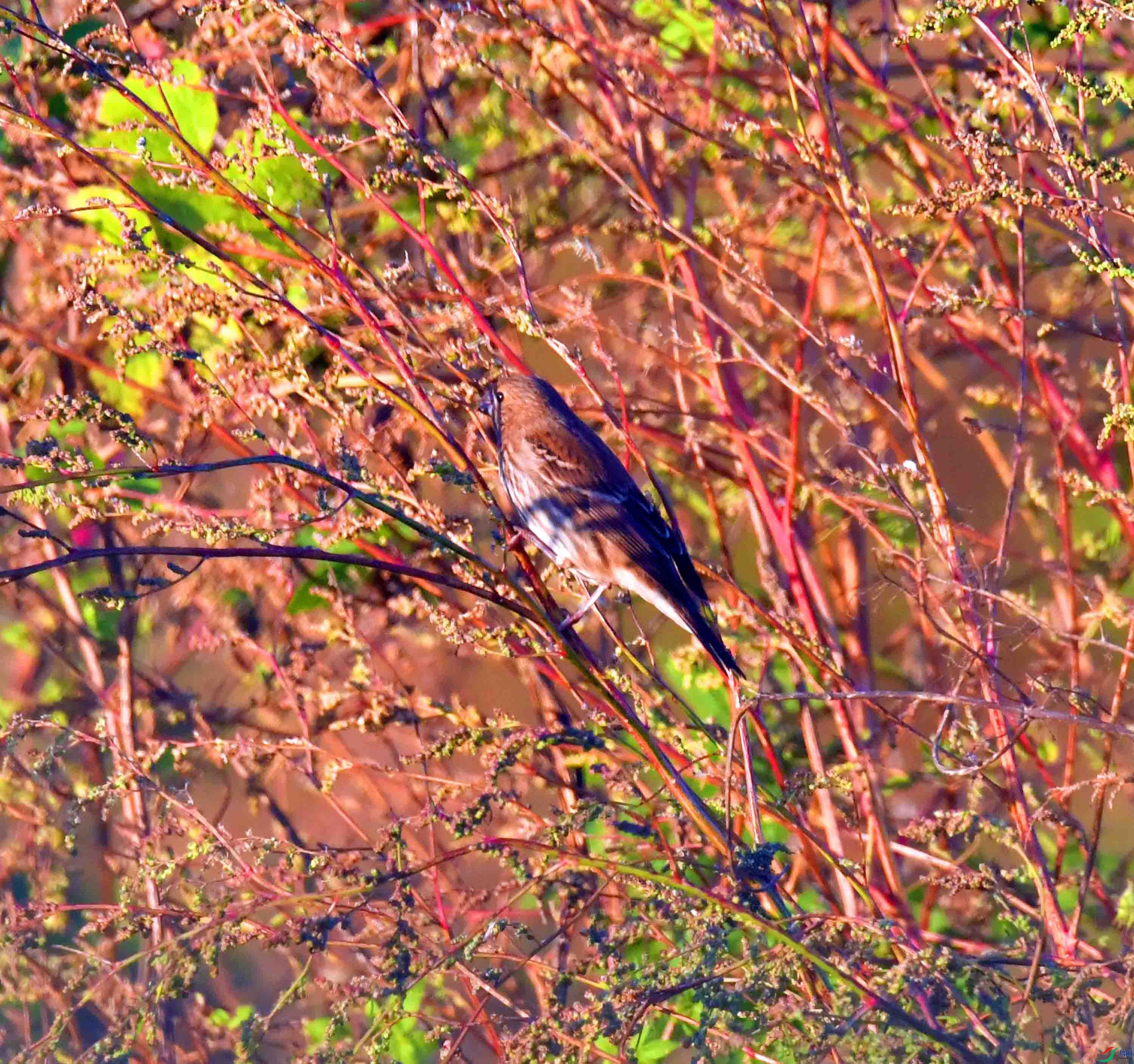 DSC_4759.JPG