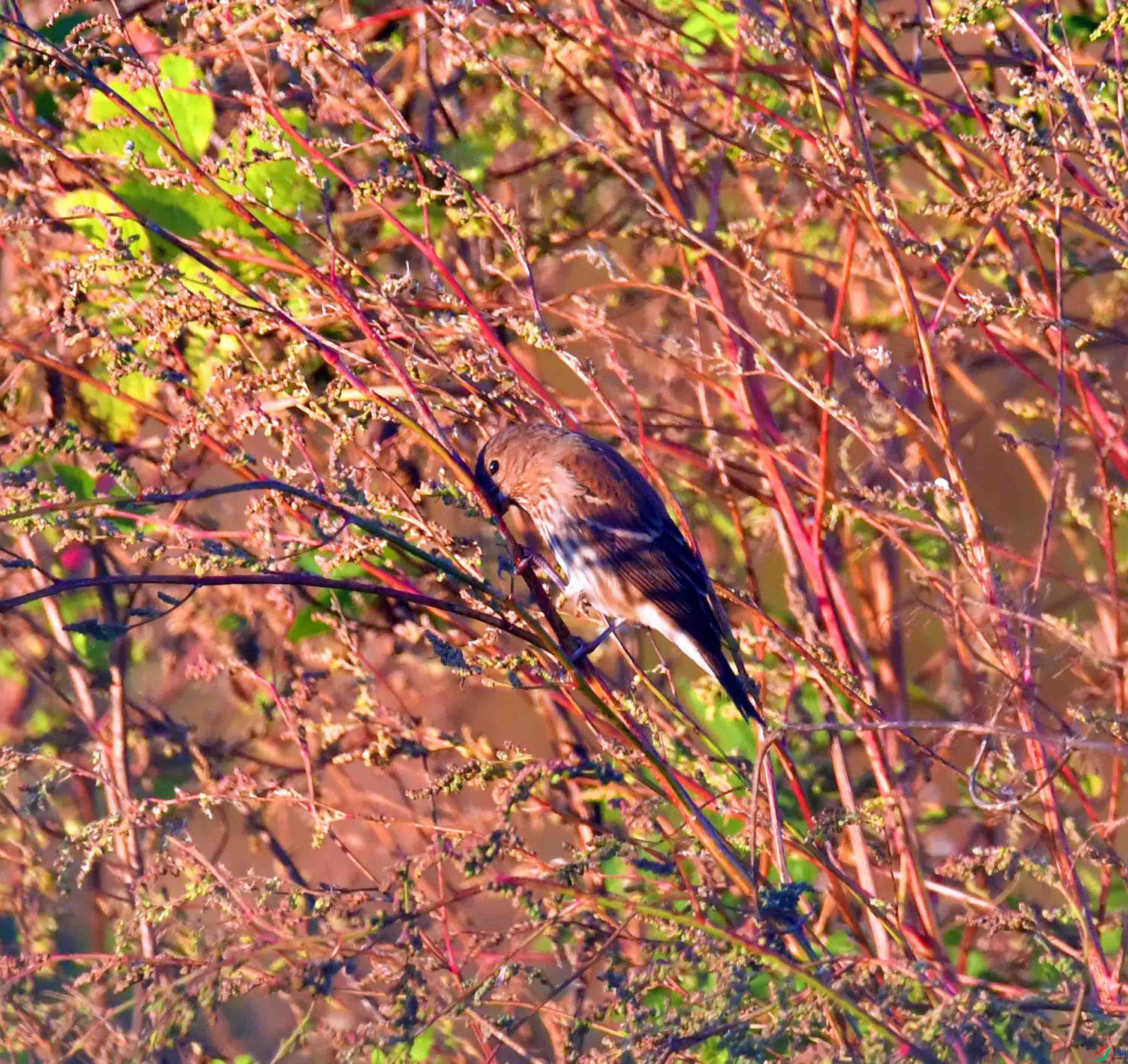 DSC_4762.JPG