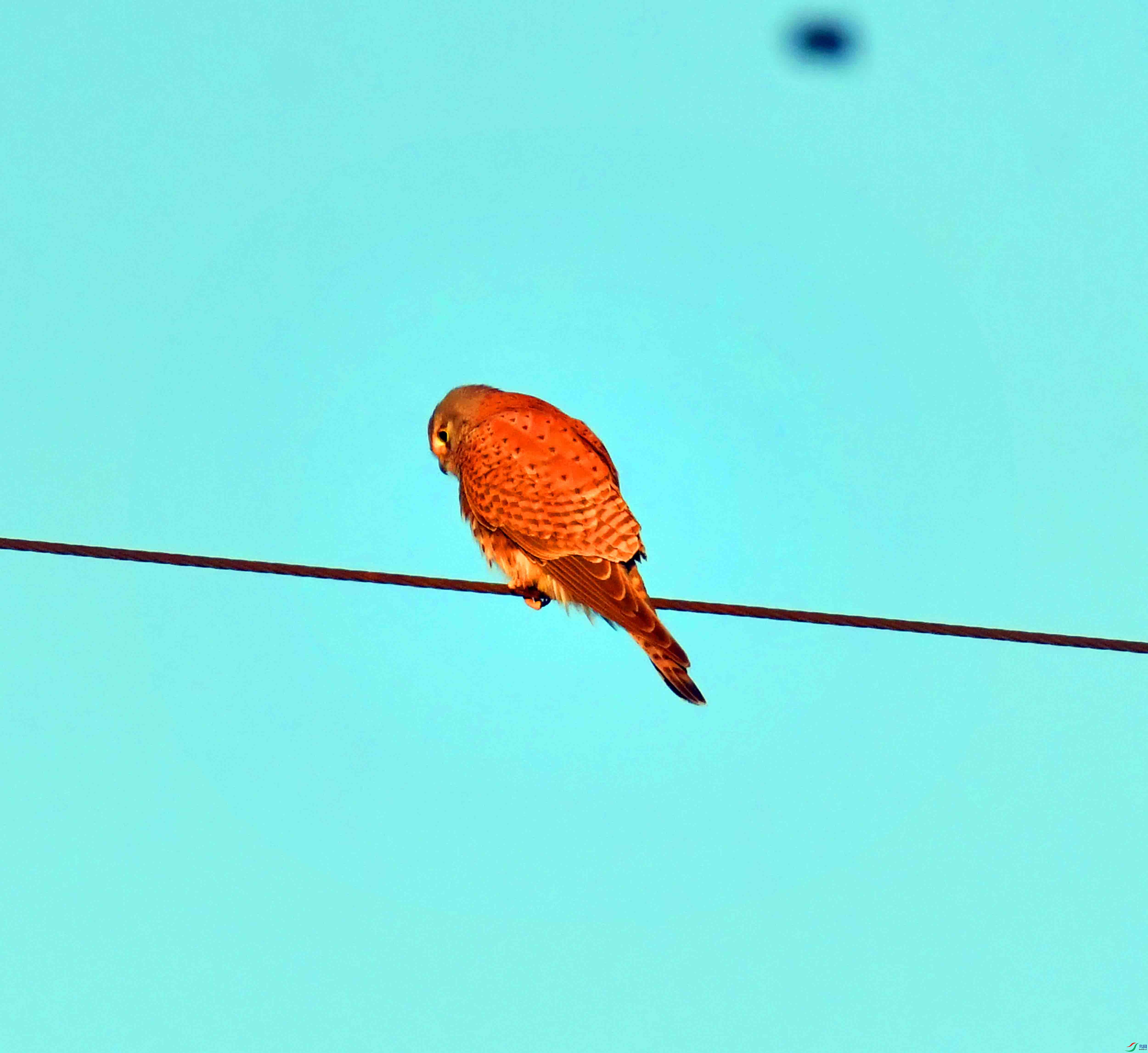 DSC_4071.JPG