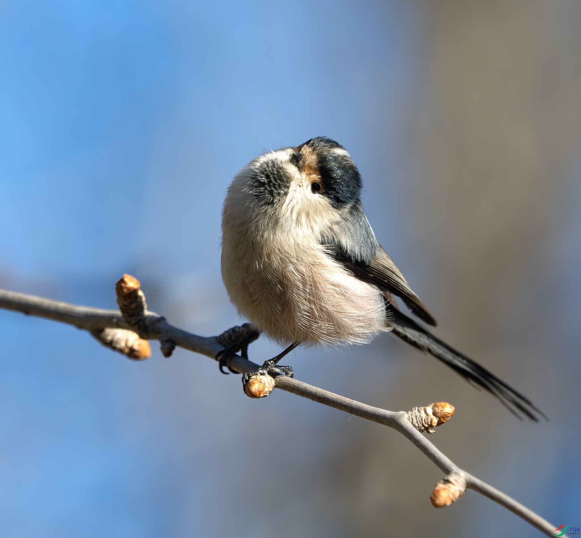 DSC_5386-����ǿ-NR ����.jpg