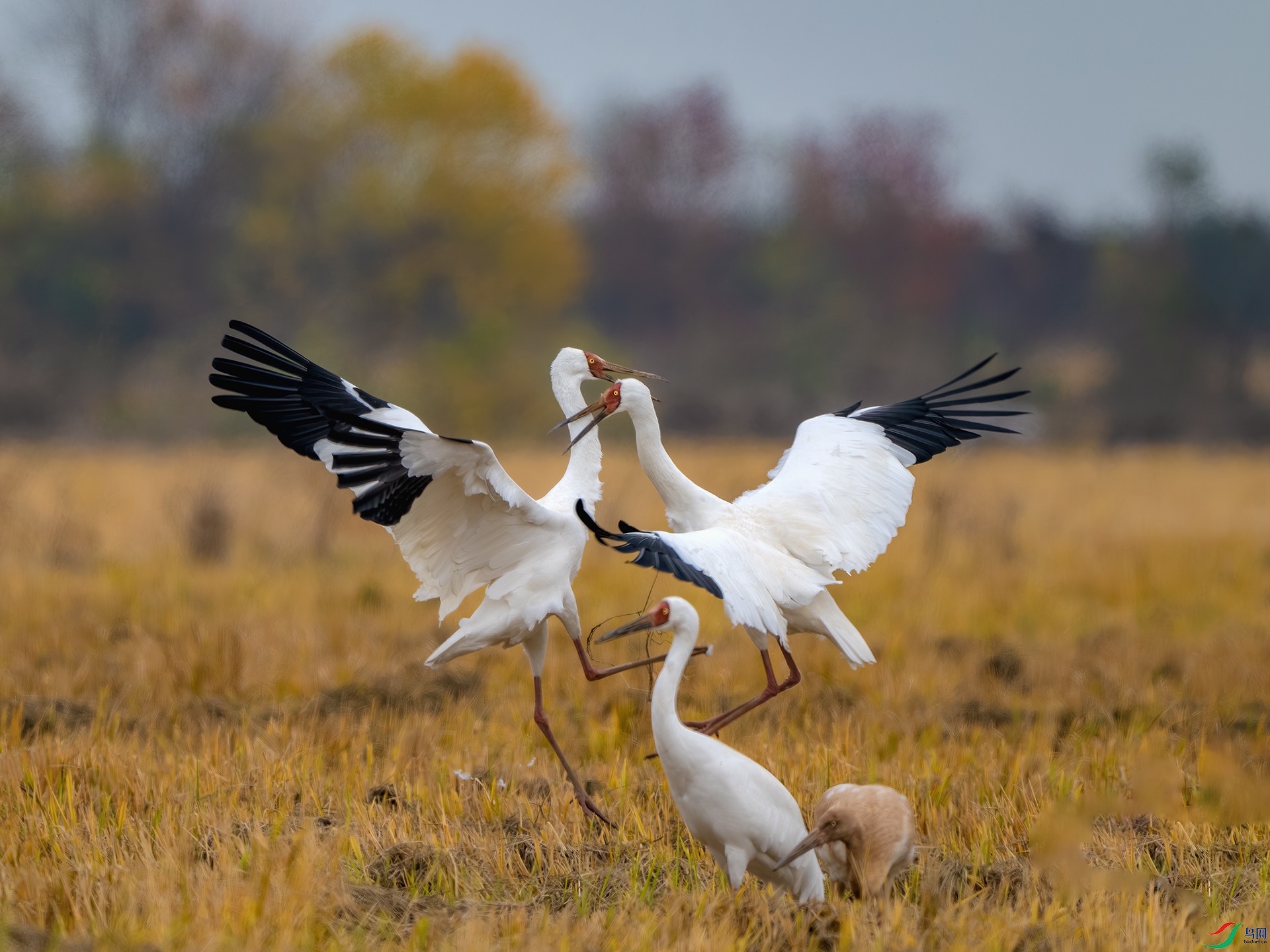 _DSC8622-����ǿ-NR ������.jpg