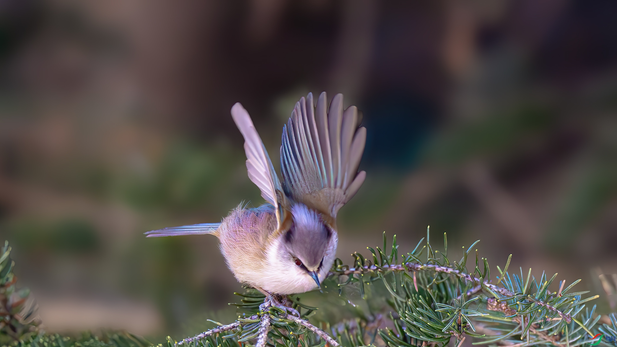 �����С��