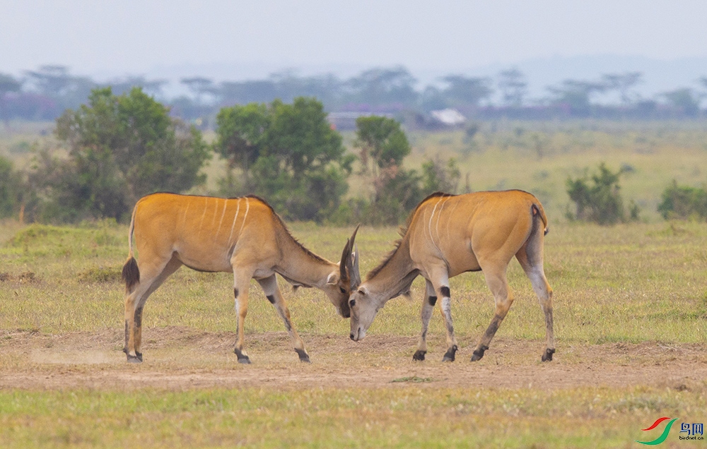 ��ǰ��� (7).jpg