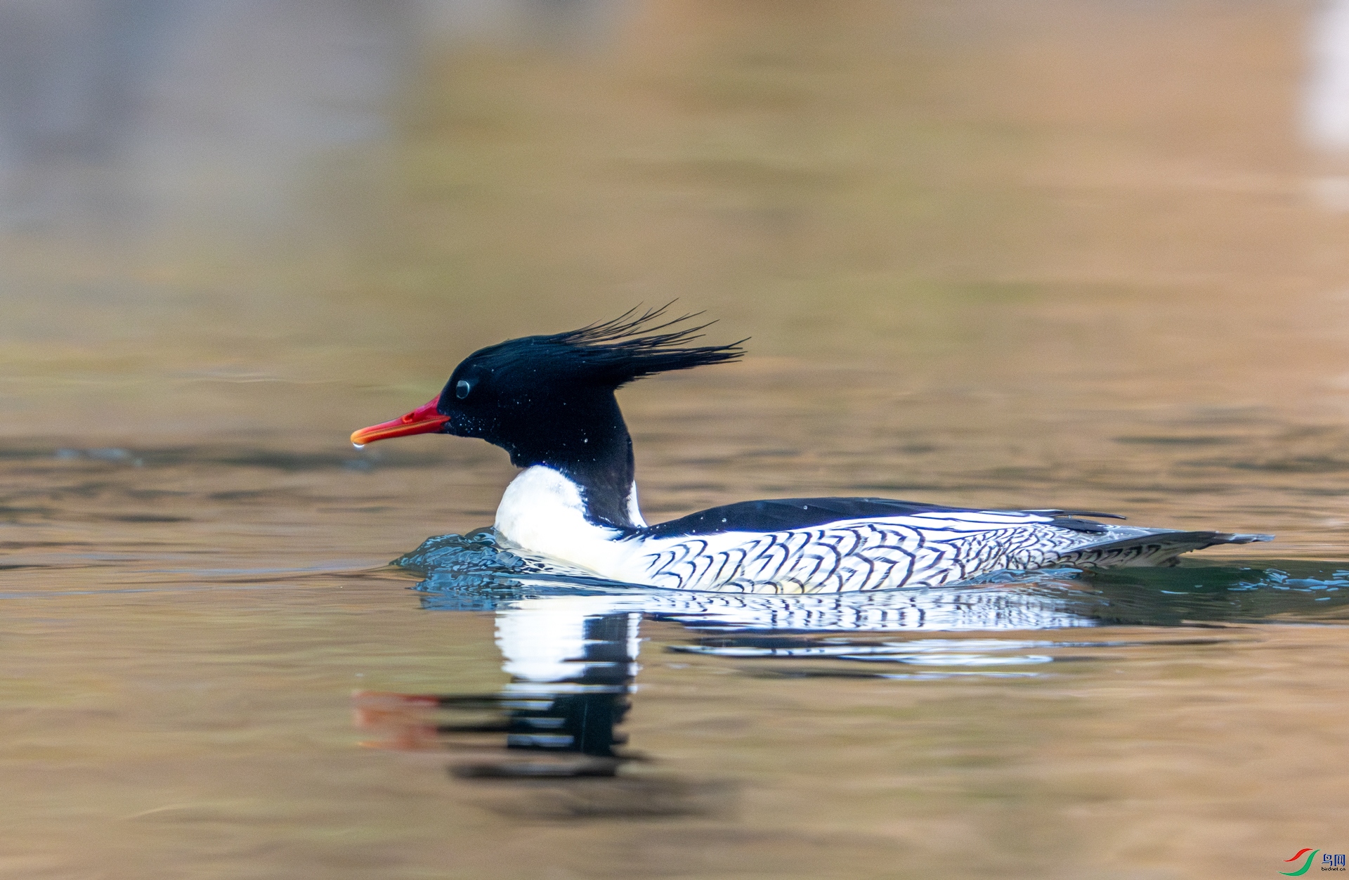 DSC_5775-1.jpg