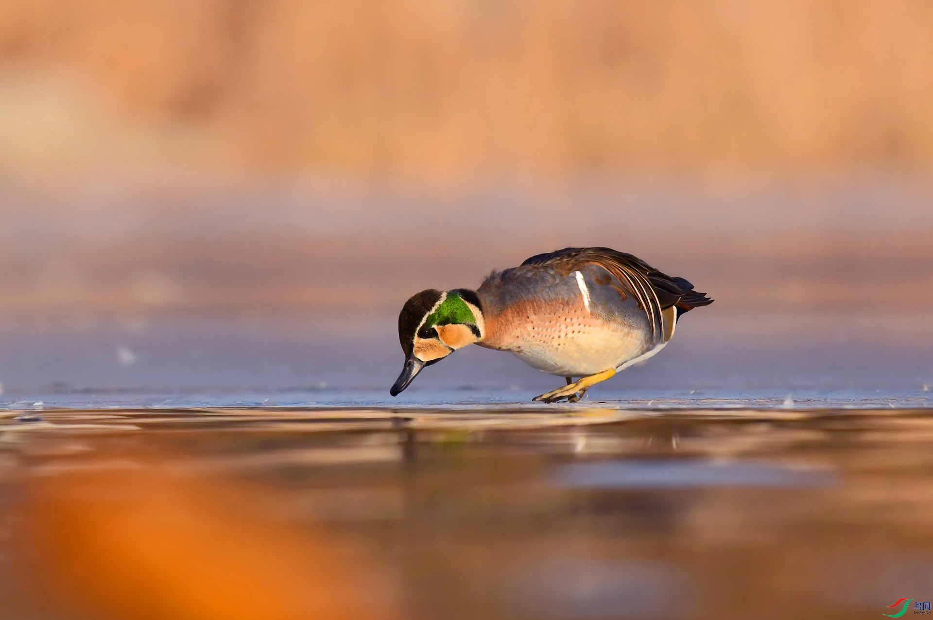 DSC_0328 ����.jpg