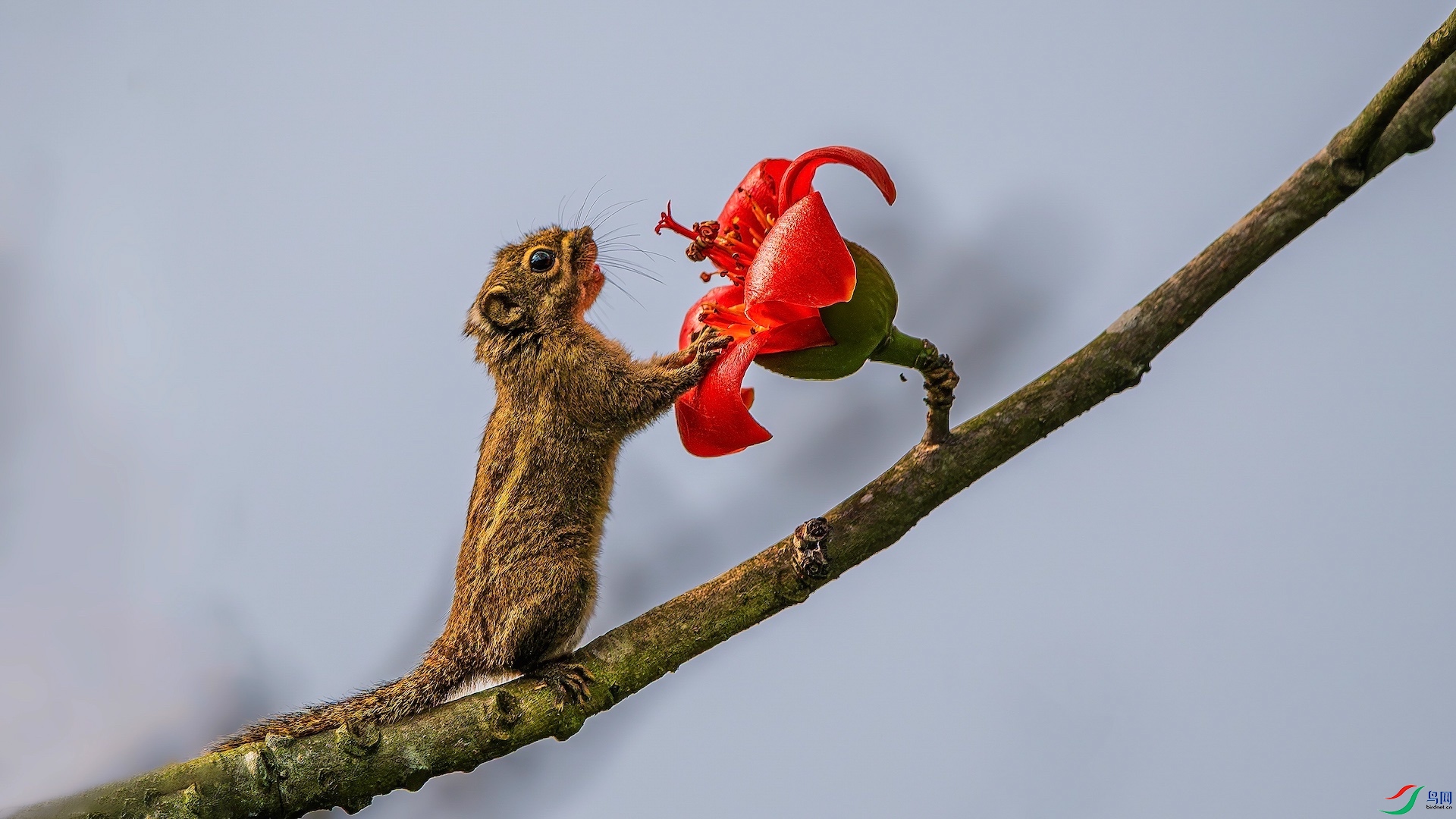 1_XXL5627-����ǿ-NR ���� 2�ĸ���-1.jpeg