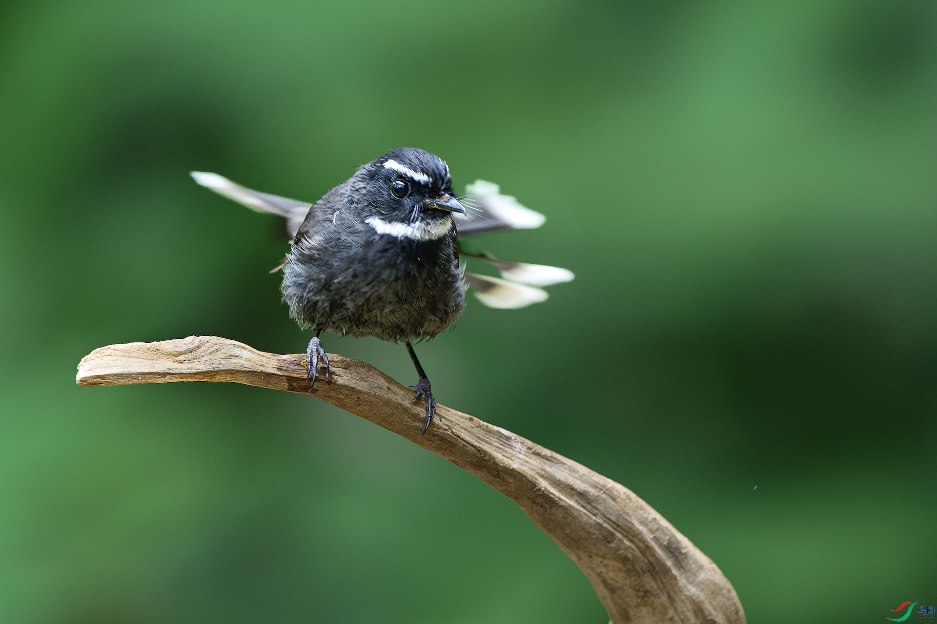 1_XXL7854-����ǿ-NR ����.jpg