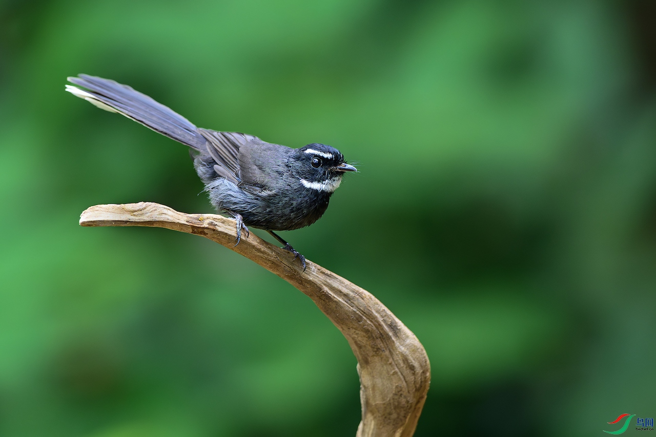 1_XXL7893-����ǿ-NR ����.jpg