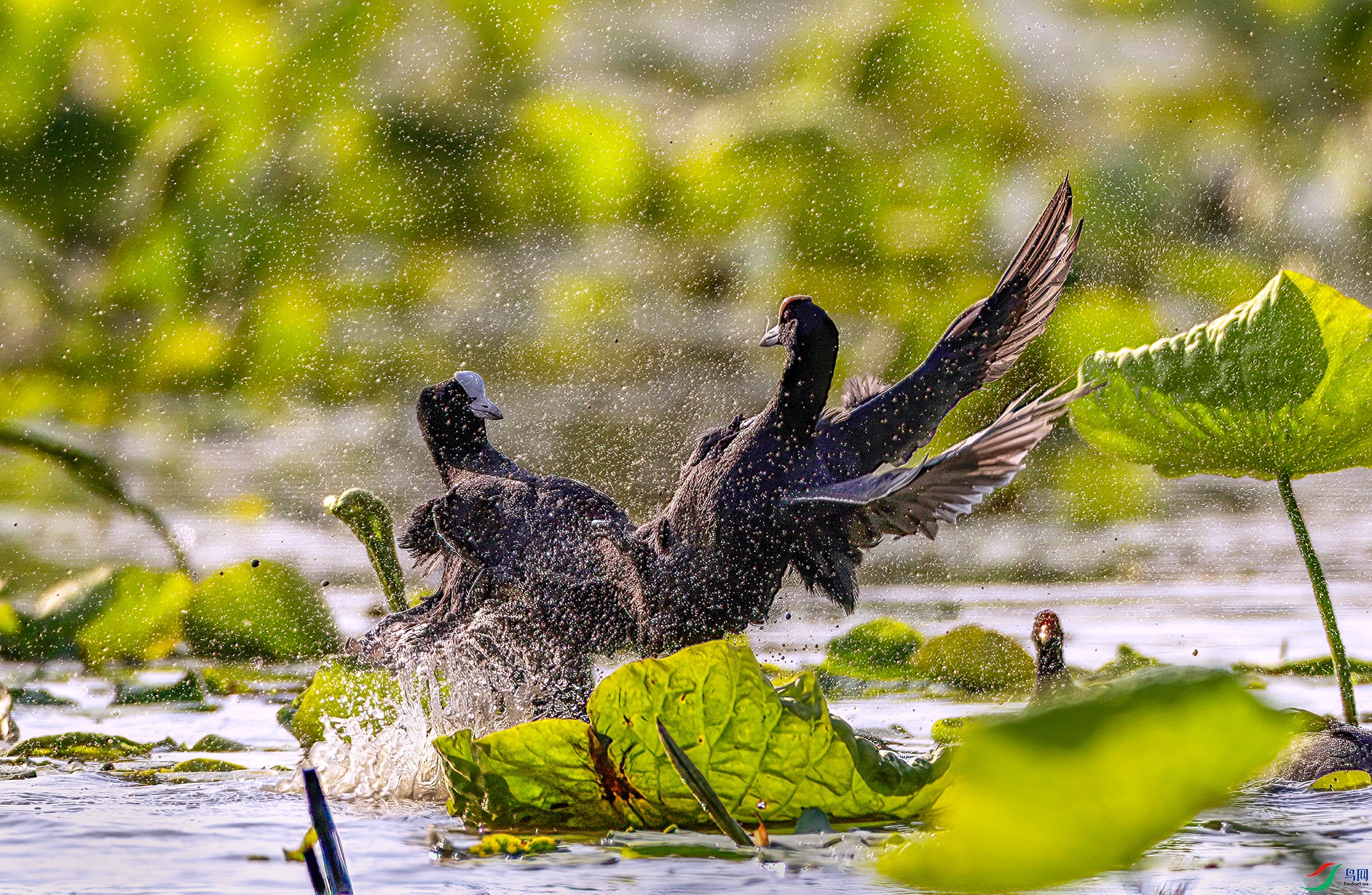 407A3586 ����-Sh----1 .jpg