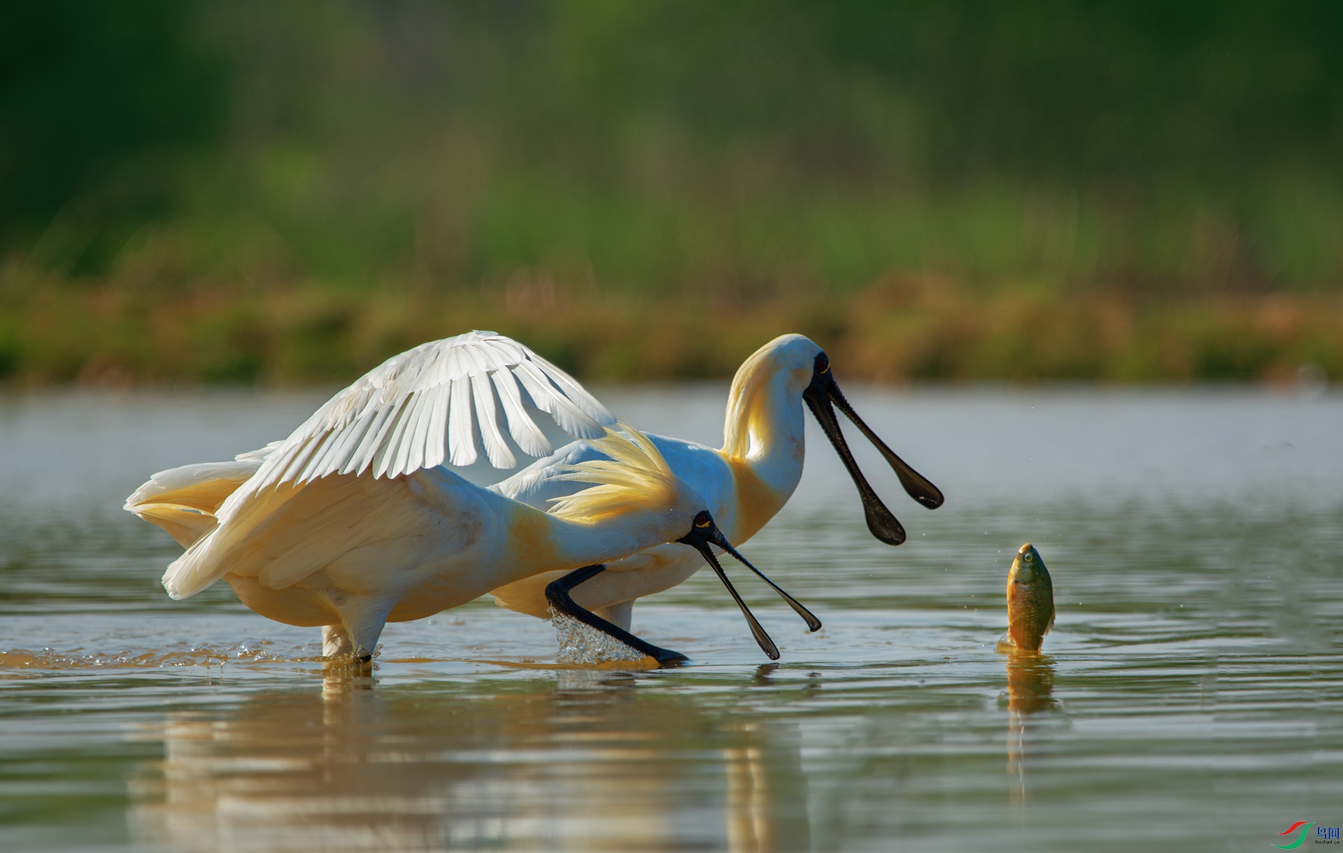 DSC_9428-1.jpg