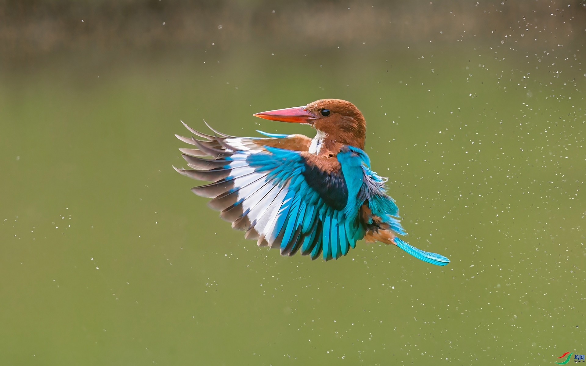 12.6�ƽ�Ҷ��ʦ��Ʒ   ������䡪���������� ��ף���ٻ����Ѿ�����.jpg