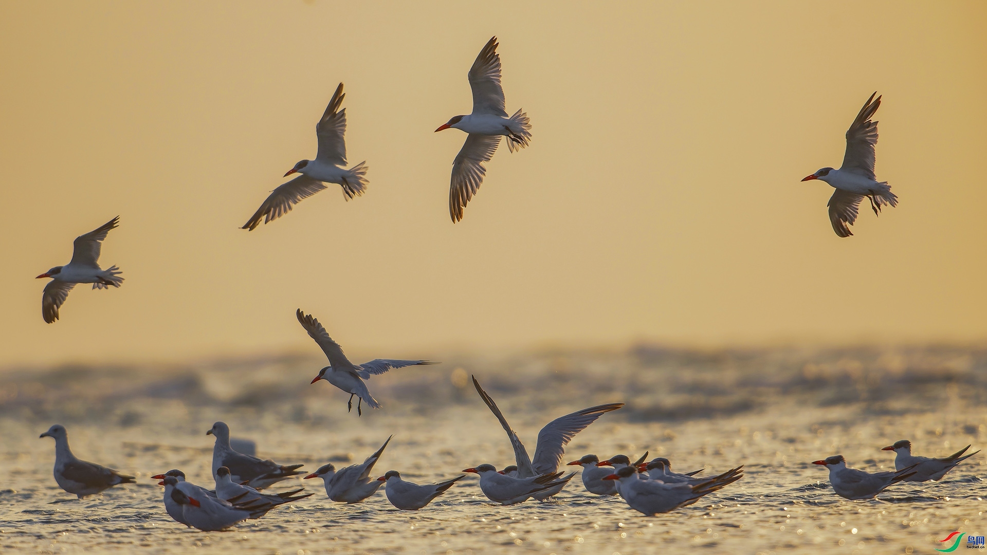 12.6����627��ʦ��Ʒ   ɳ̲���� ��ף���ٻ����Ѿ�����.jpg