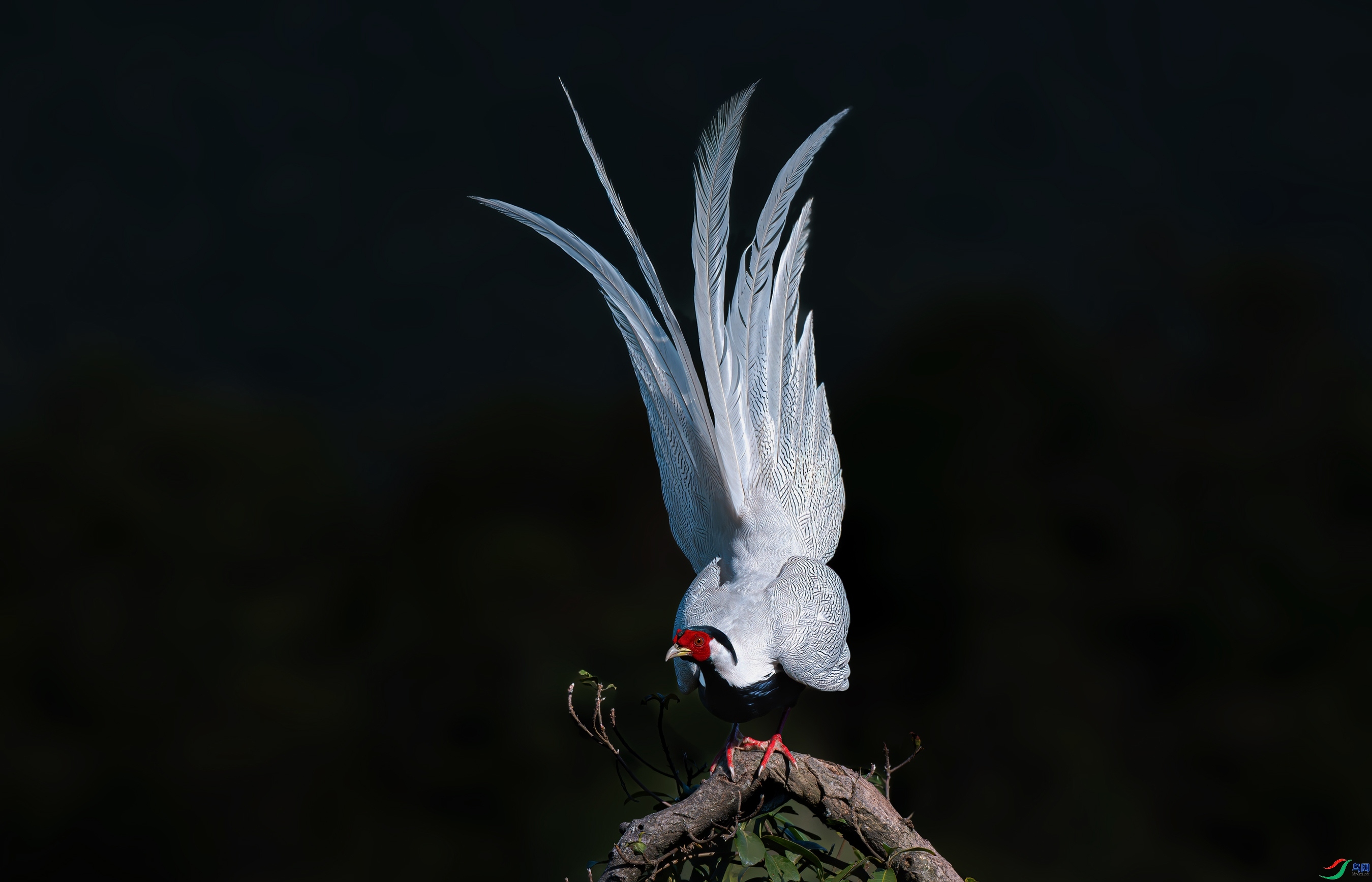 12.7����һɫYU��ʦ��Ʒ   ���·�� ��ף���ٻ��Ա������.jpg